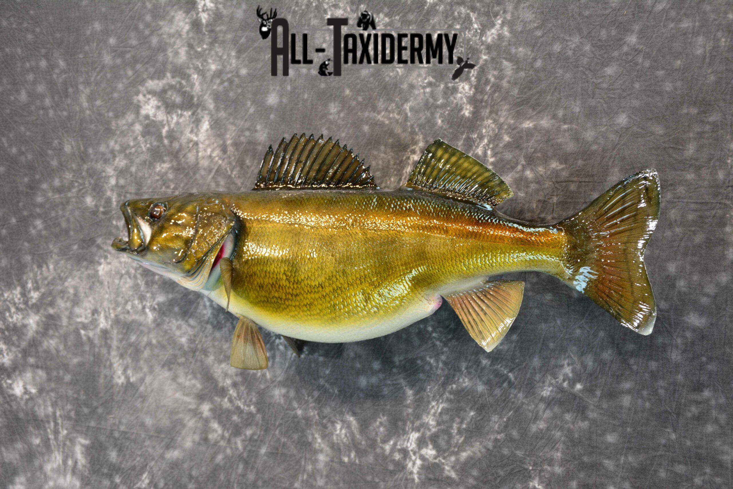 Walley Taxidermy for Sale SKU 1181 - Image 3