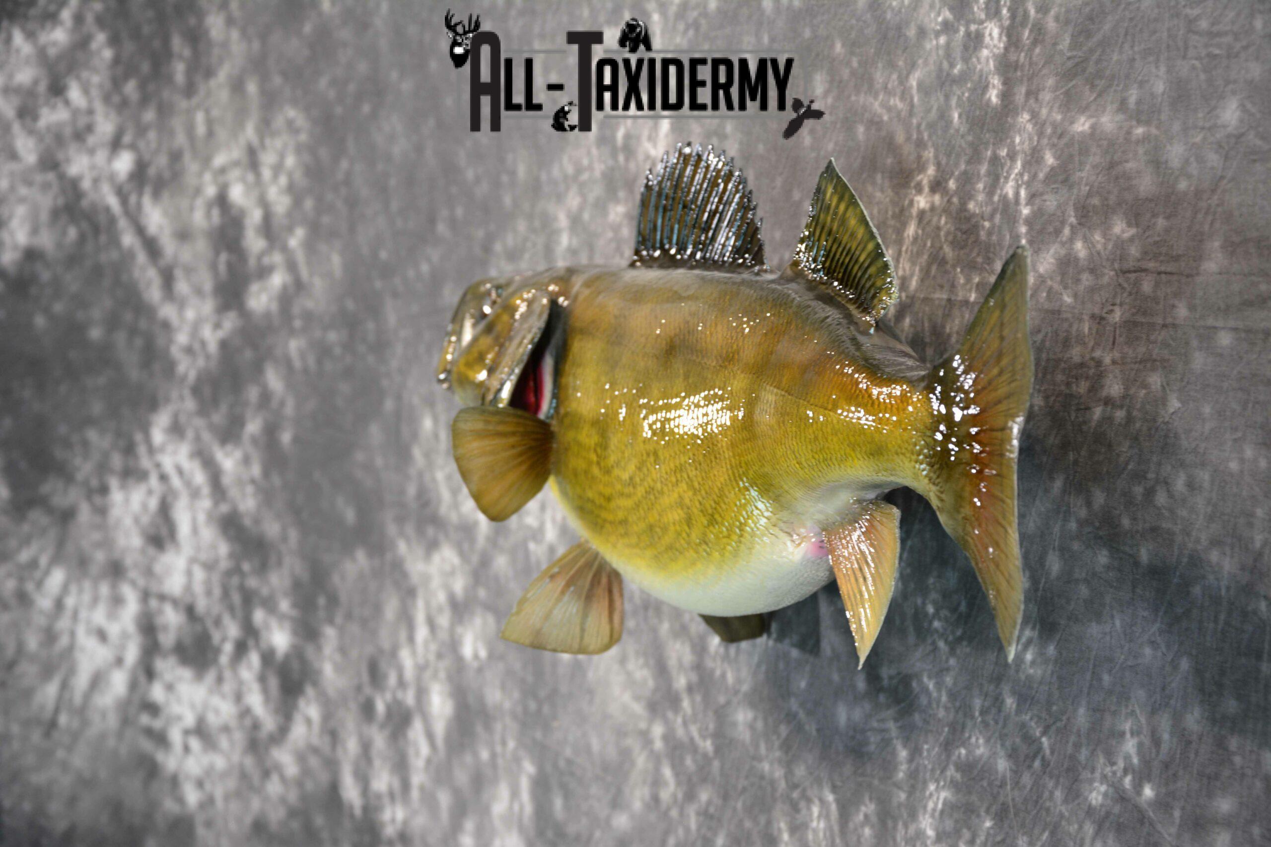 Walley Taxidermy for Sale SKU 1181 - Image 4