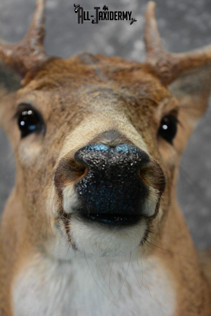 Mounted Whitetail Deer