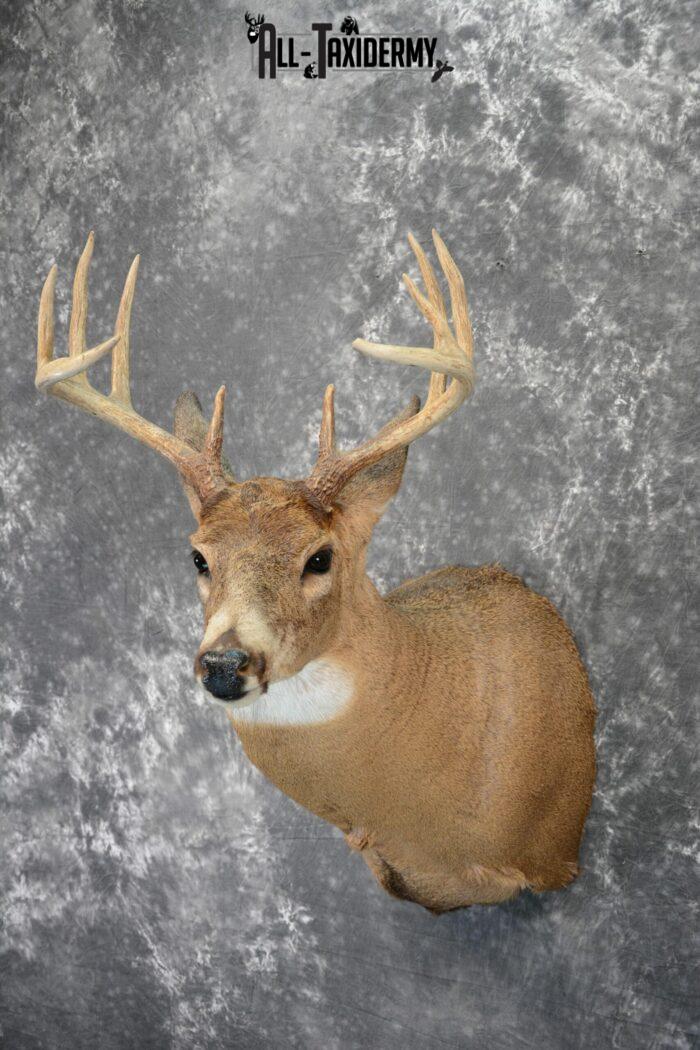 deer taxidermy mount