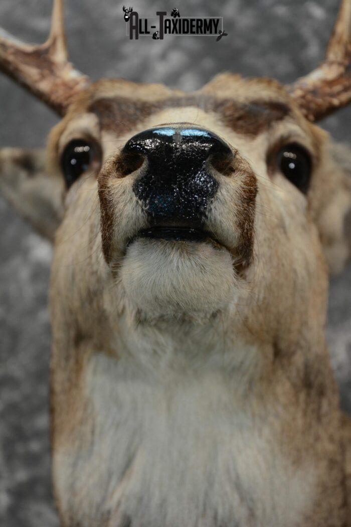 Mule Deer Taxidermy