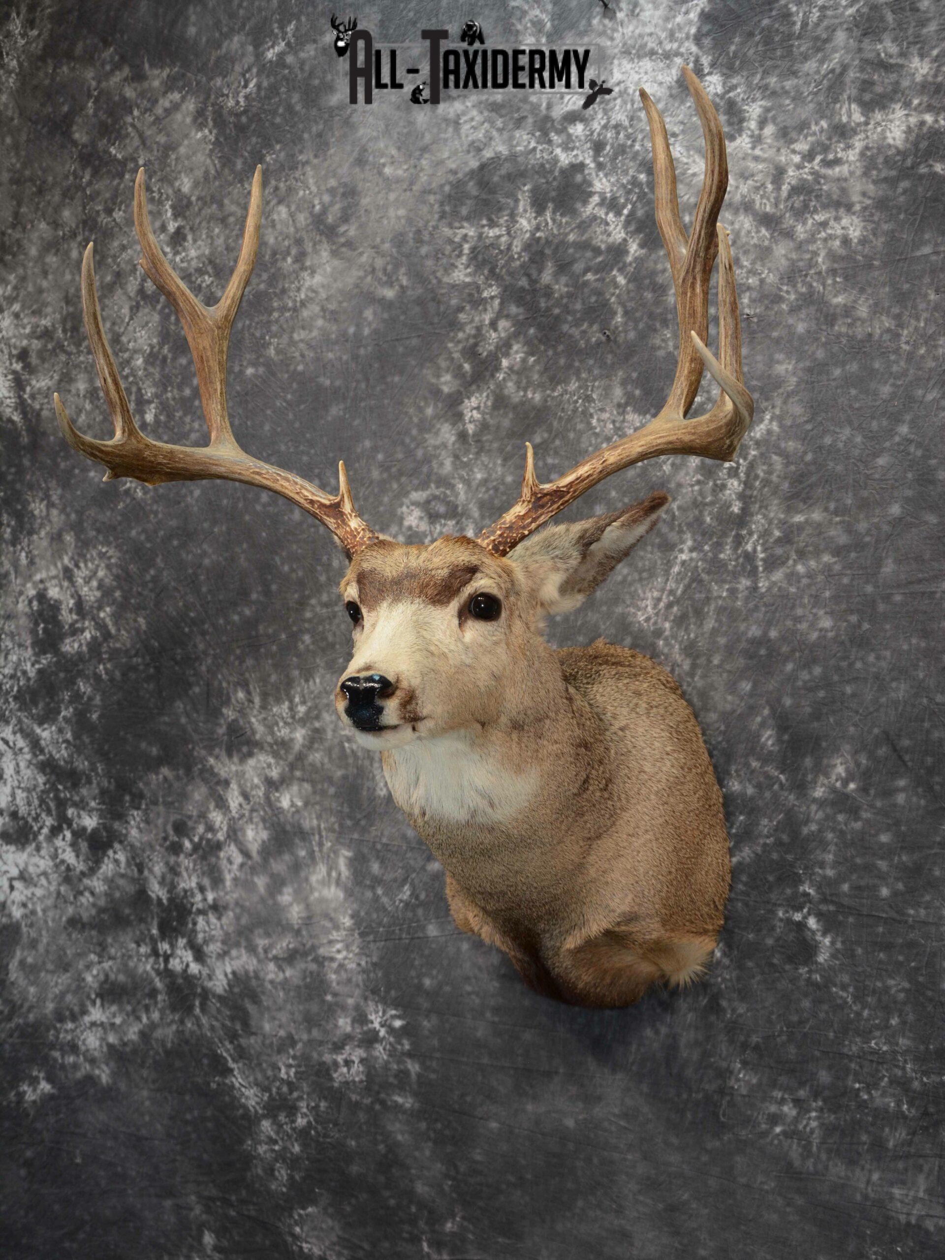 Mule Deer Taxidermy for Sale SKU 1127 - Image 4