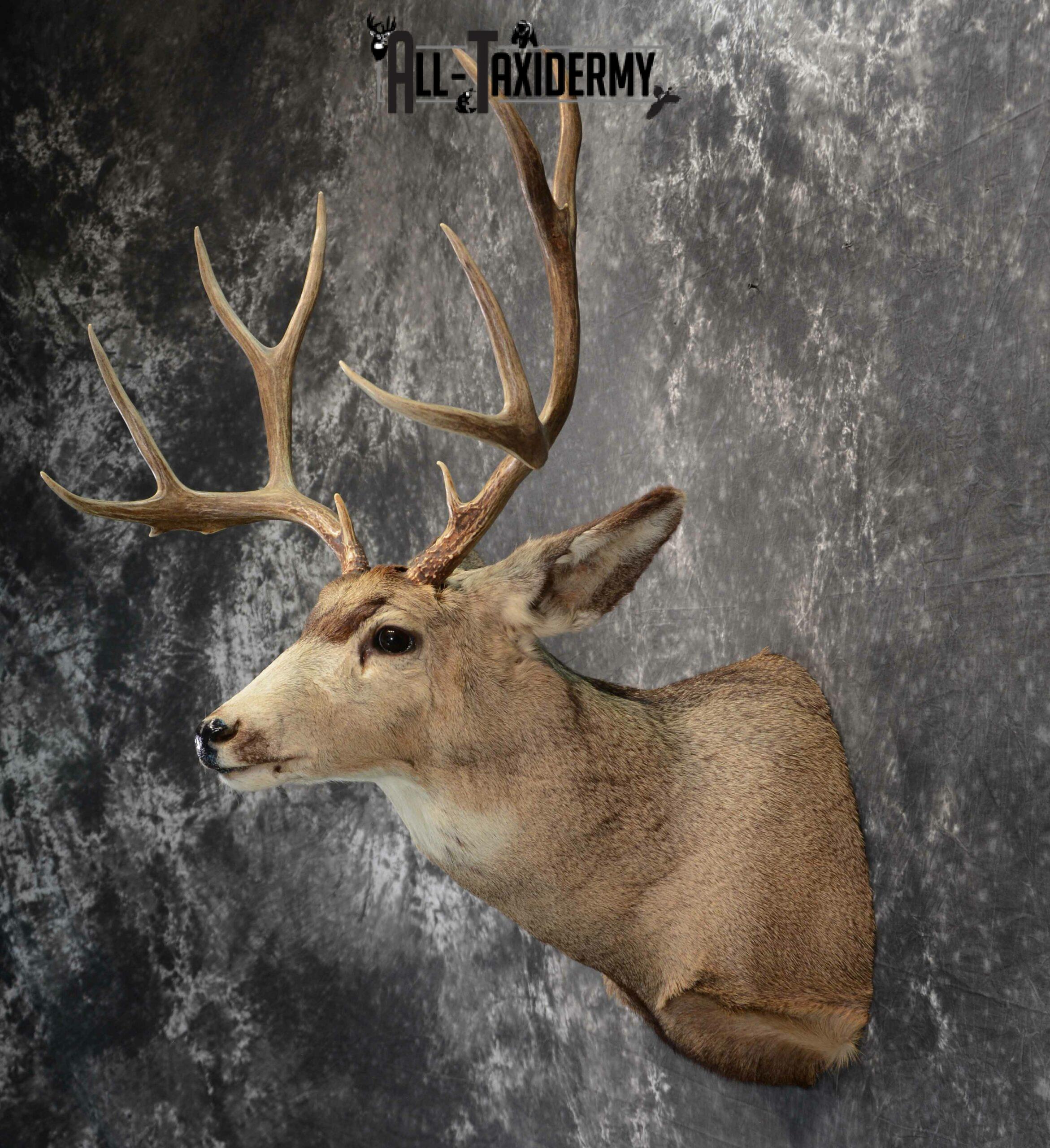Mule Deer Taxidermy for Sale SKU 1127 - Image 5