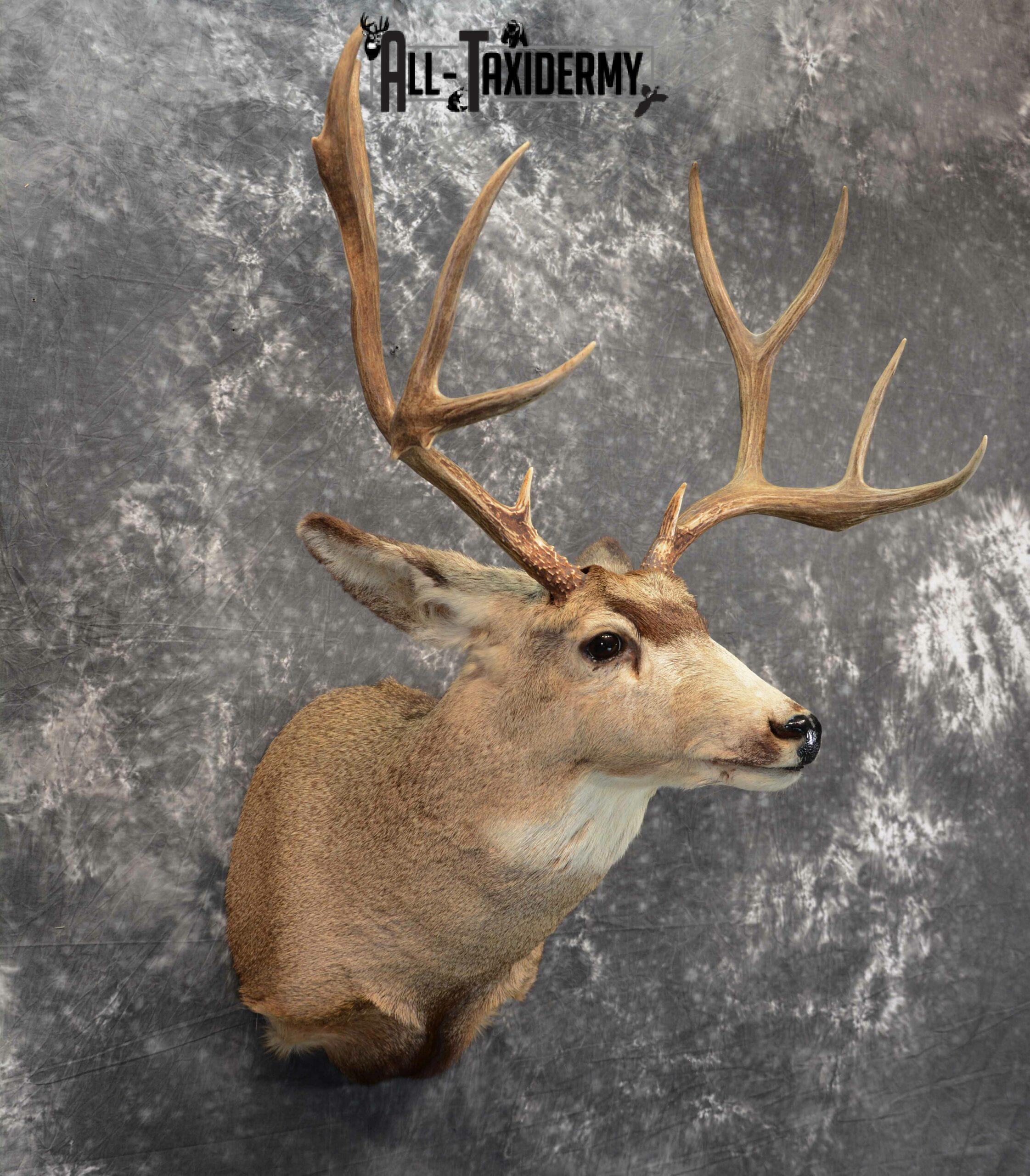 Mule Deer Taxidermy for Sale SKU 1127 - Image 2