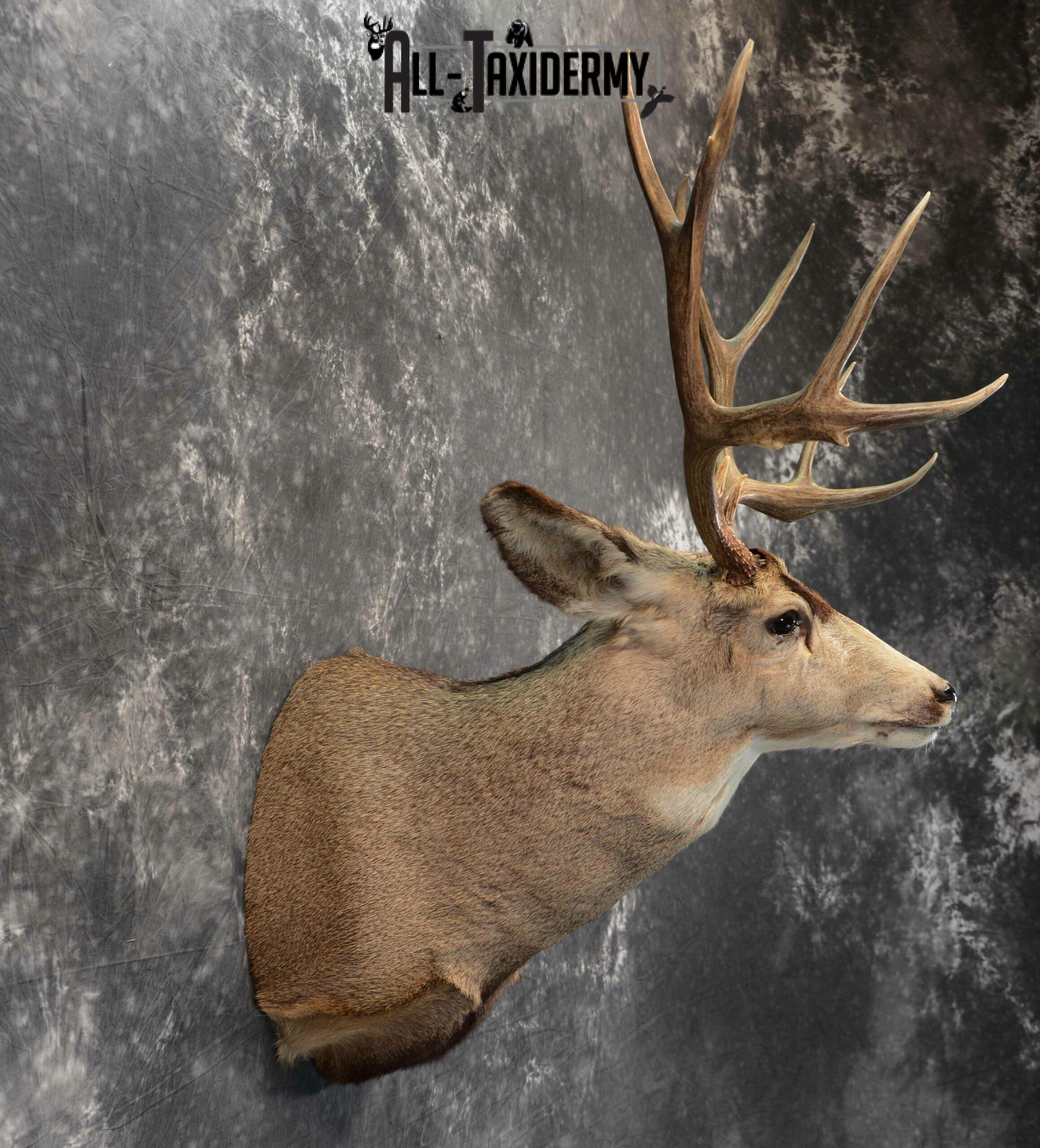 Mule Deer Taxidermy for Sale SKU 1127 - Image 3