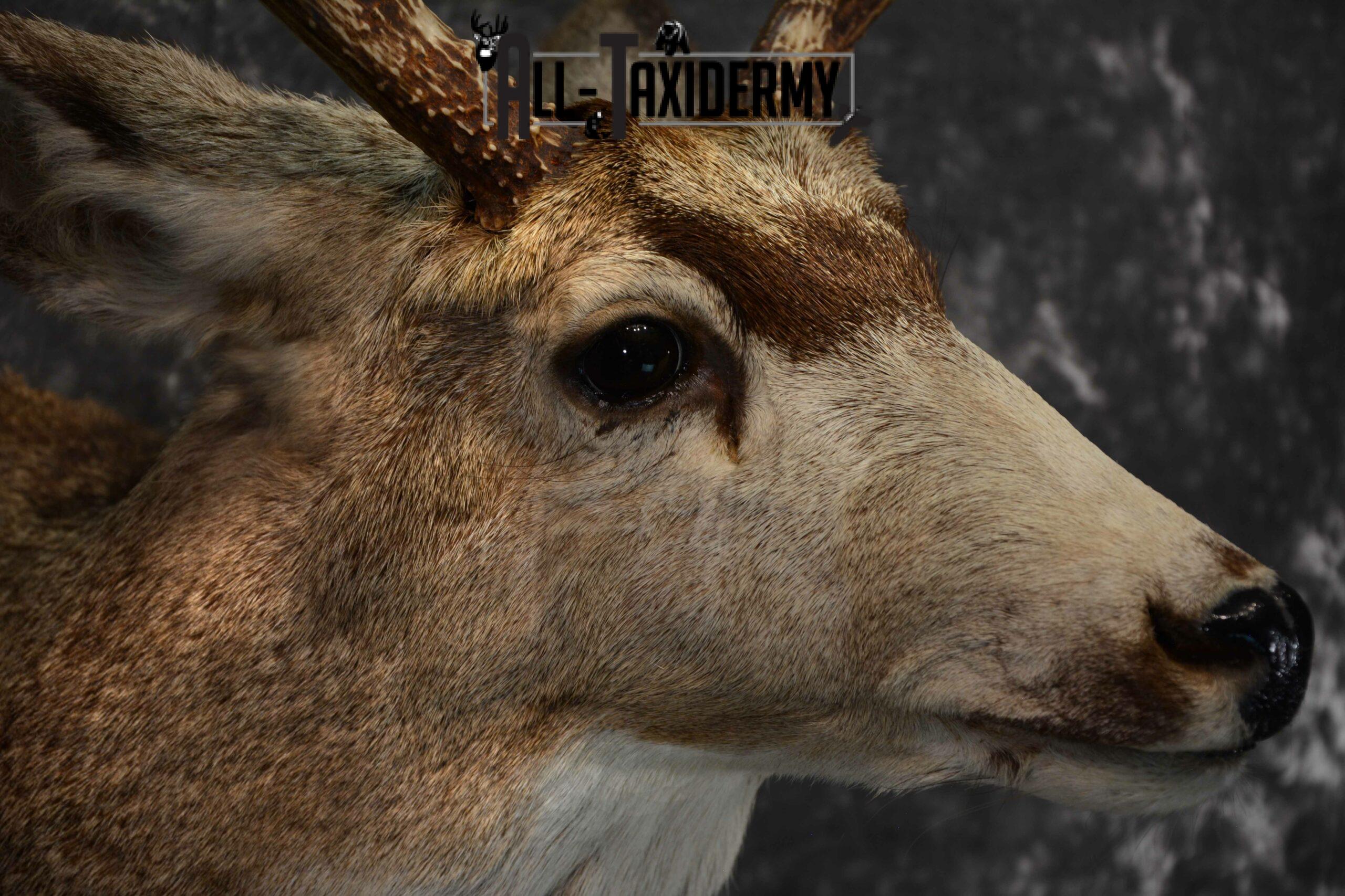 Mule Deer Taxidermy for Sale SKU 1127 - Image 7