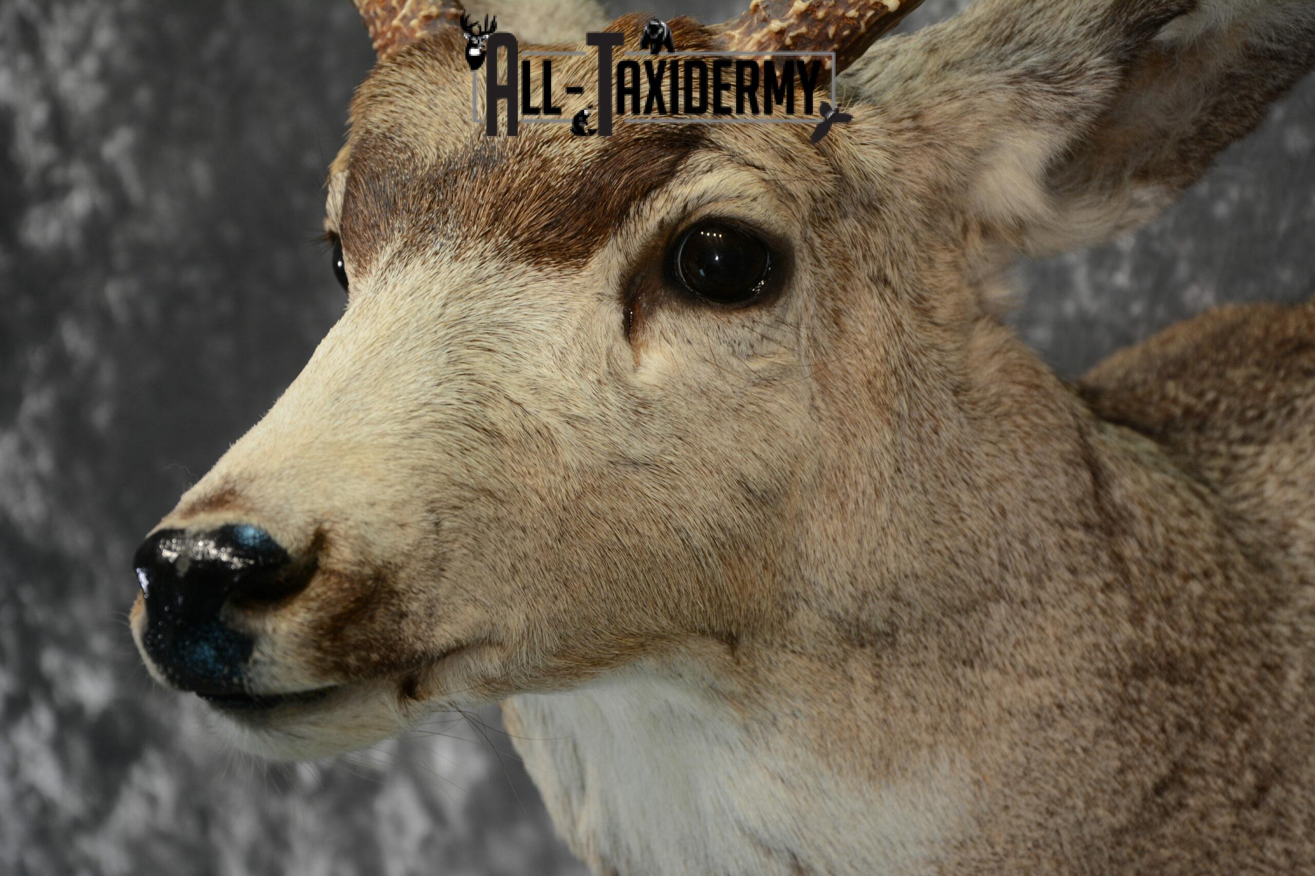 Mule Deer Taxidermy for Sale SKU 1127 - Image 8