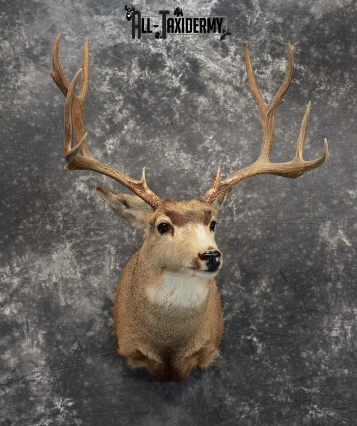 Mule Deer Taxidermy