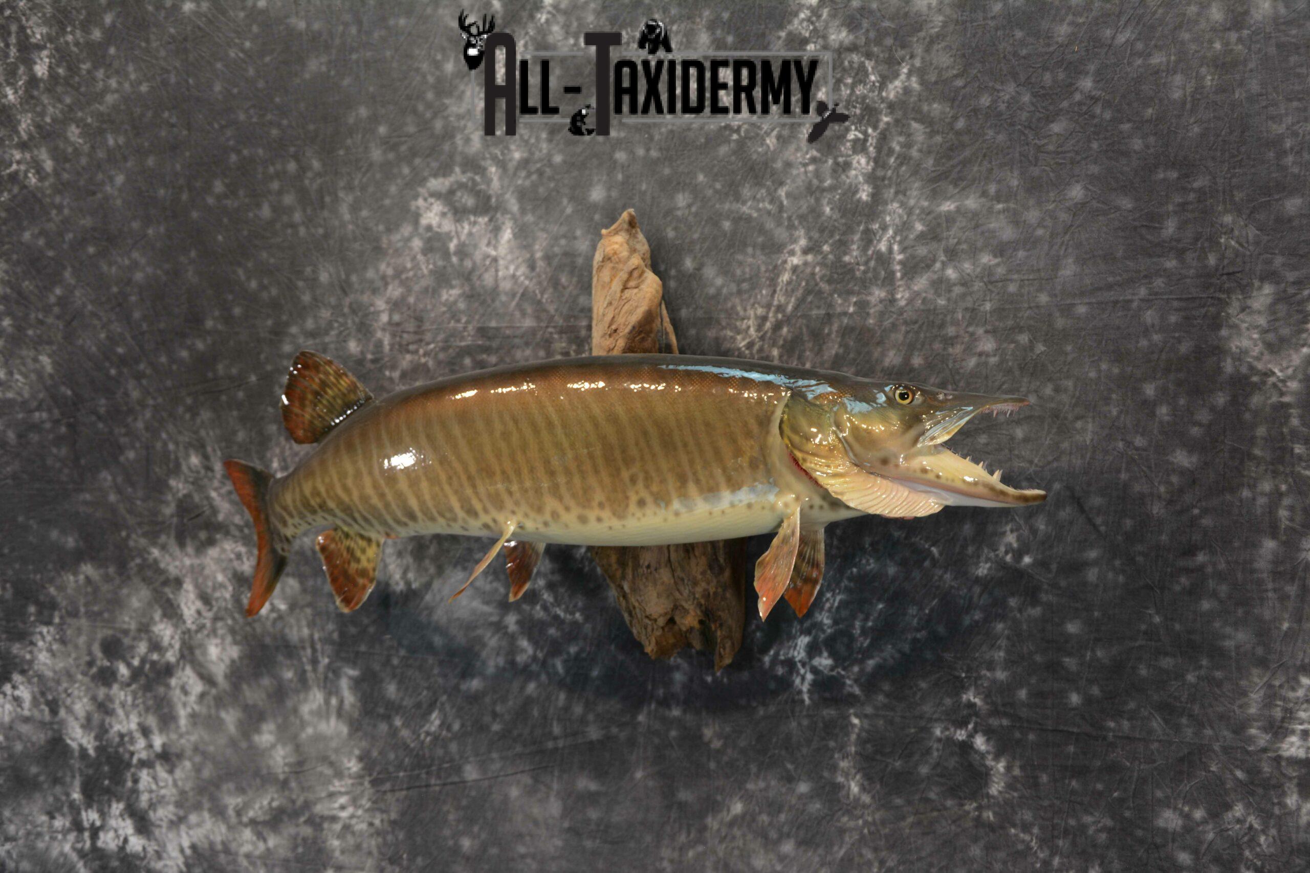 Musky Taxidermy mount for Sale SKU 1126 - Image 3