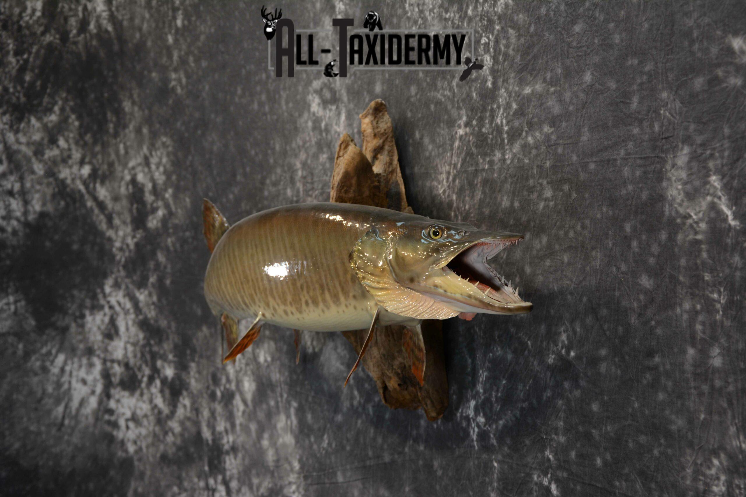 Musky Taxidermy mount for Sale SKU 1126 - Image 4