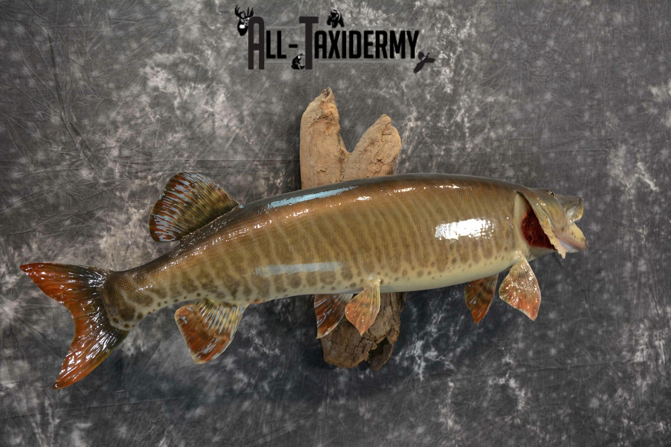 Musky Taxidermy mount for Sale SKU 1126 - Image 5