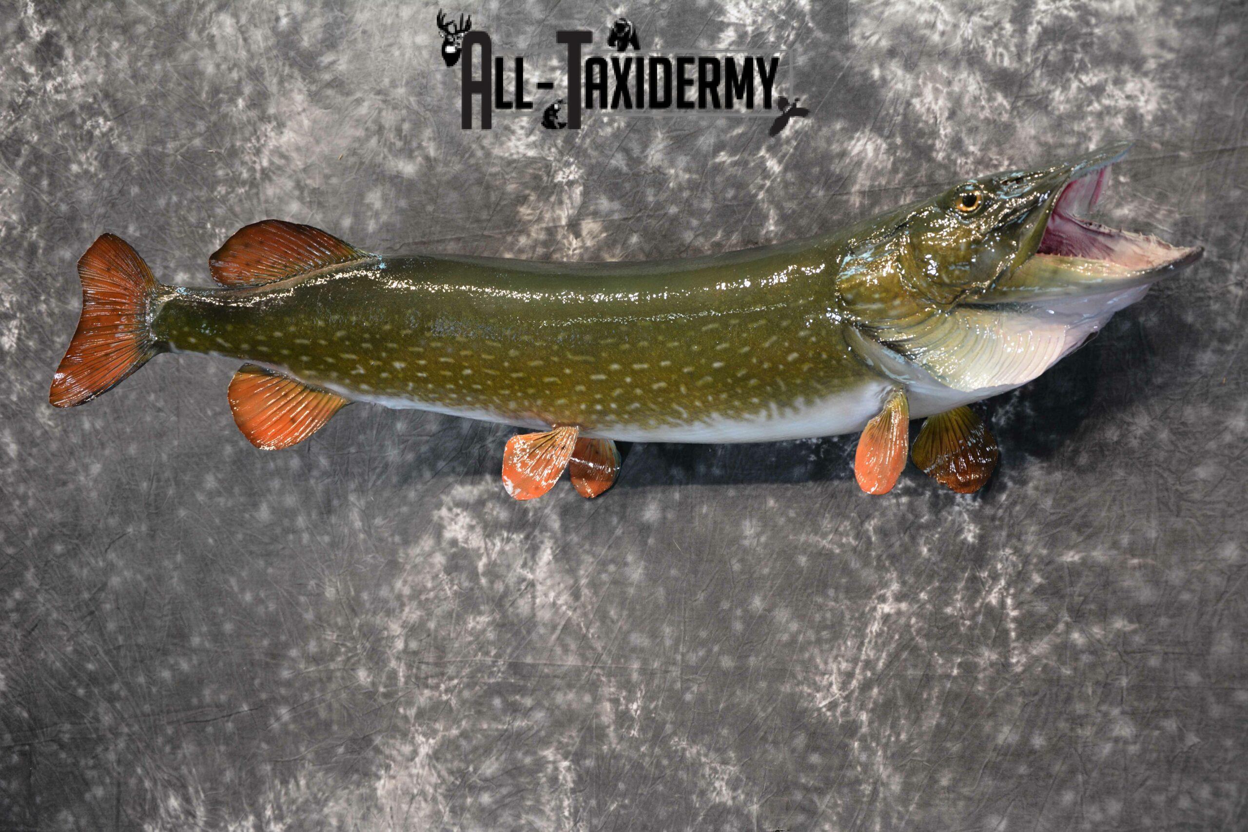 Northern Pike Taxidermy for Sale SKU 1132 - Image 3