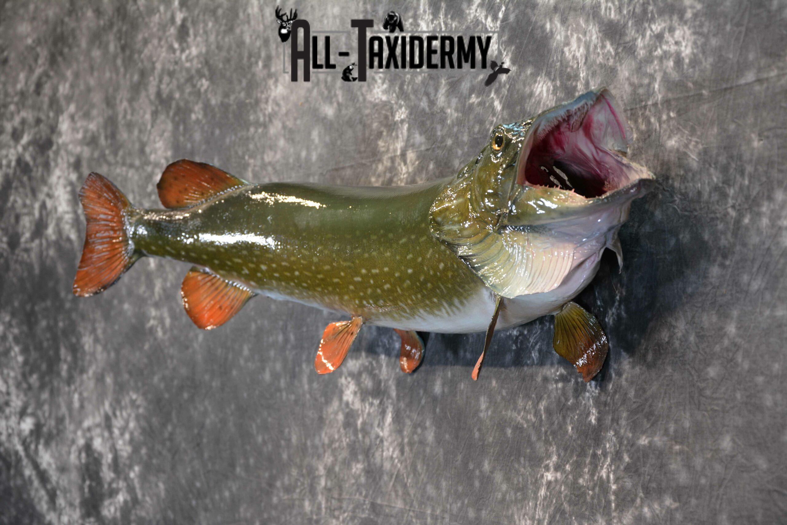 Northern Pike Taxidermy for Sale SKU 1132 - Image 4