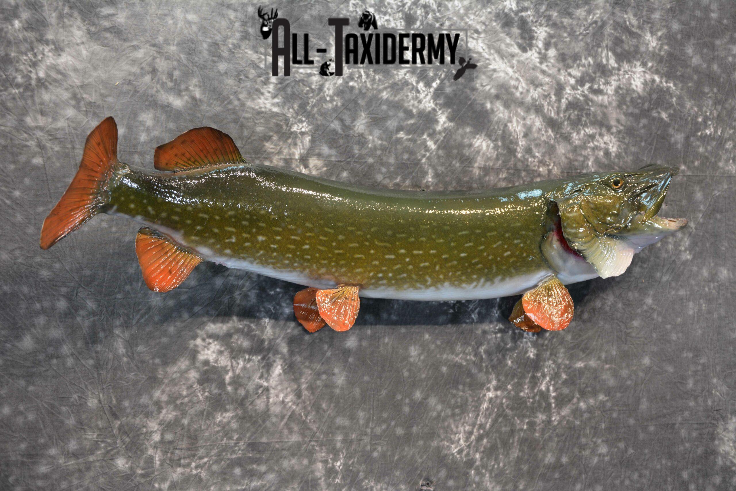 Northern Pike Taxidermy for Sale SKU 1132 - Image 5