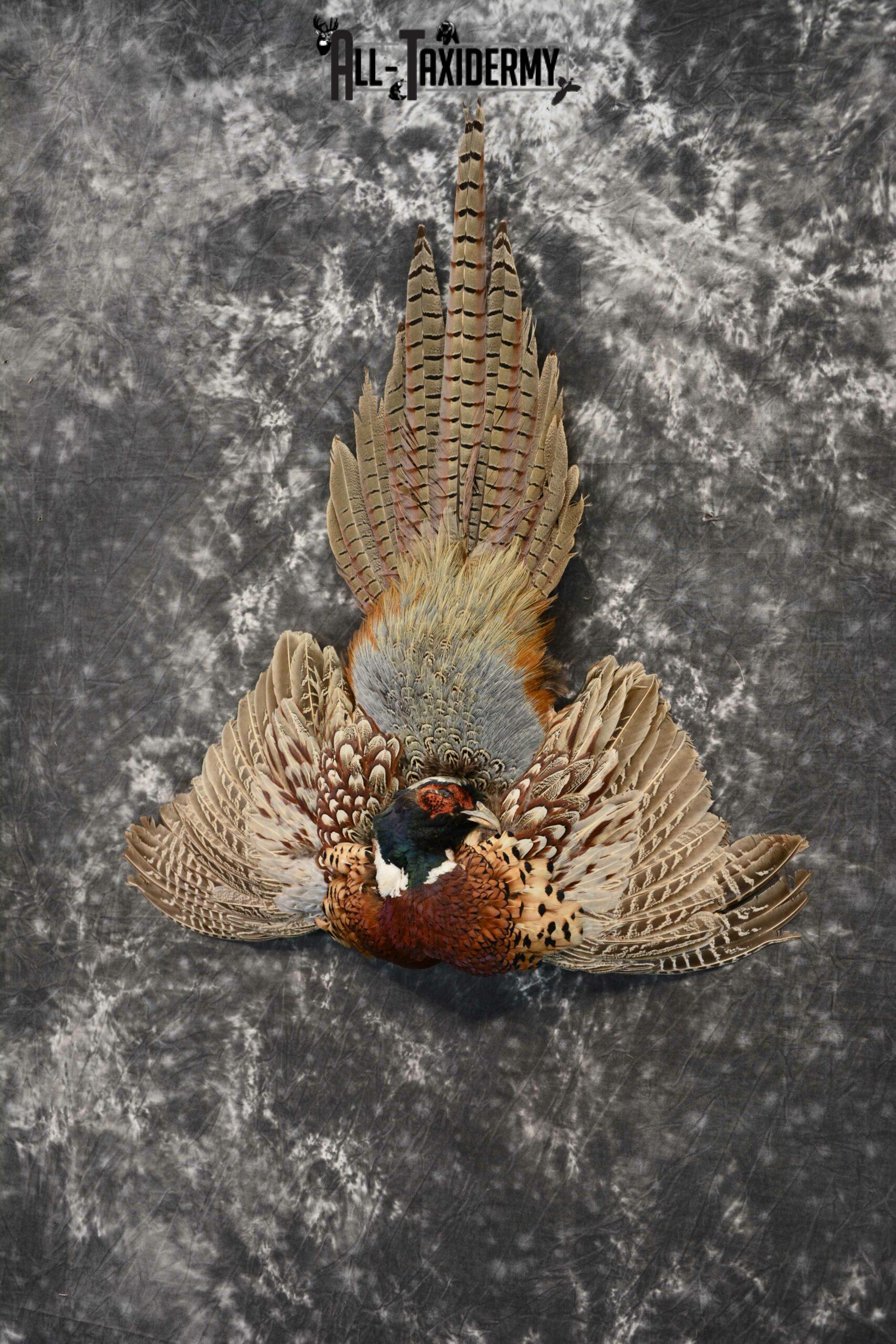 RingNecked Pheasant for Sale SKU 1165 All Taxidermy