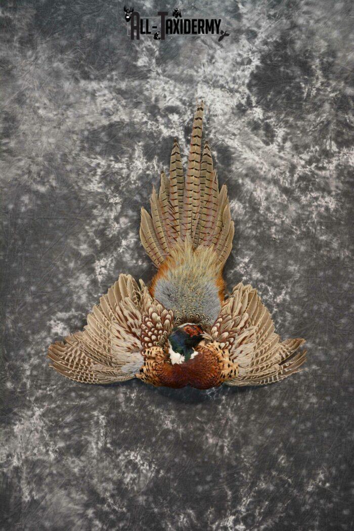 Pheasant Taxidermy