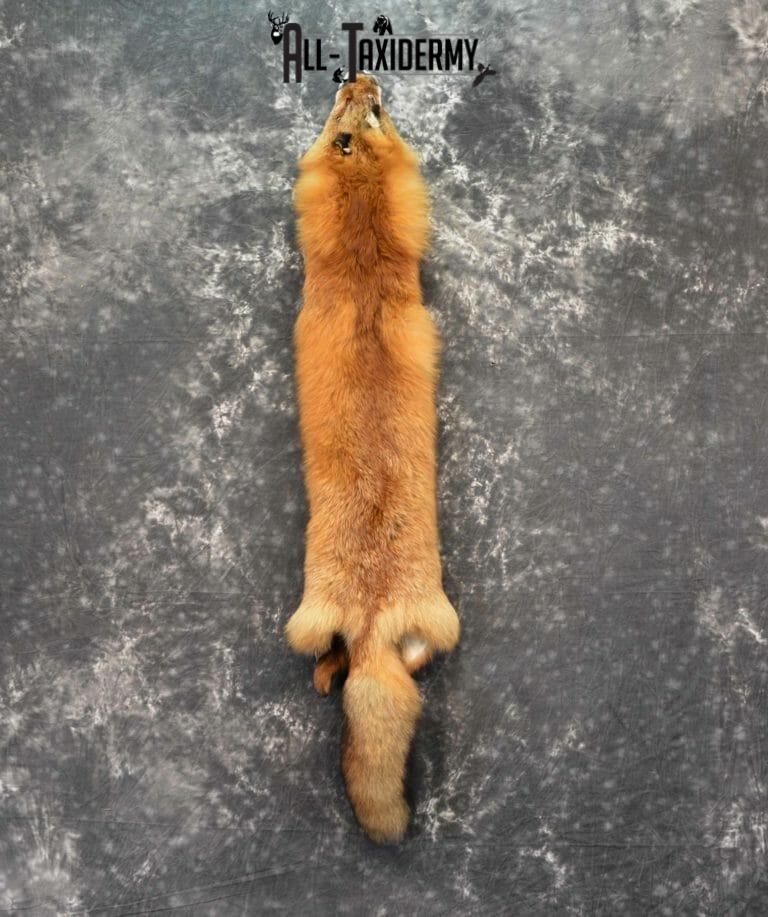 Red Fox Hide Pelt taxidermy for sale SKU 1139 - All Taxidermy