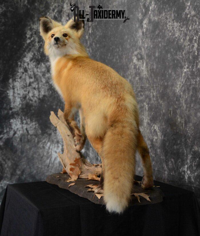 Red Fox Taxidermy for Sale SKU 1129 - All Taxidermy