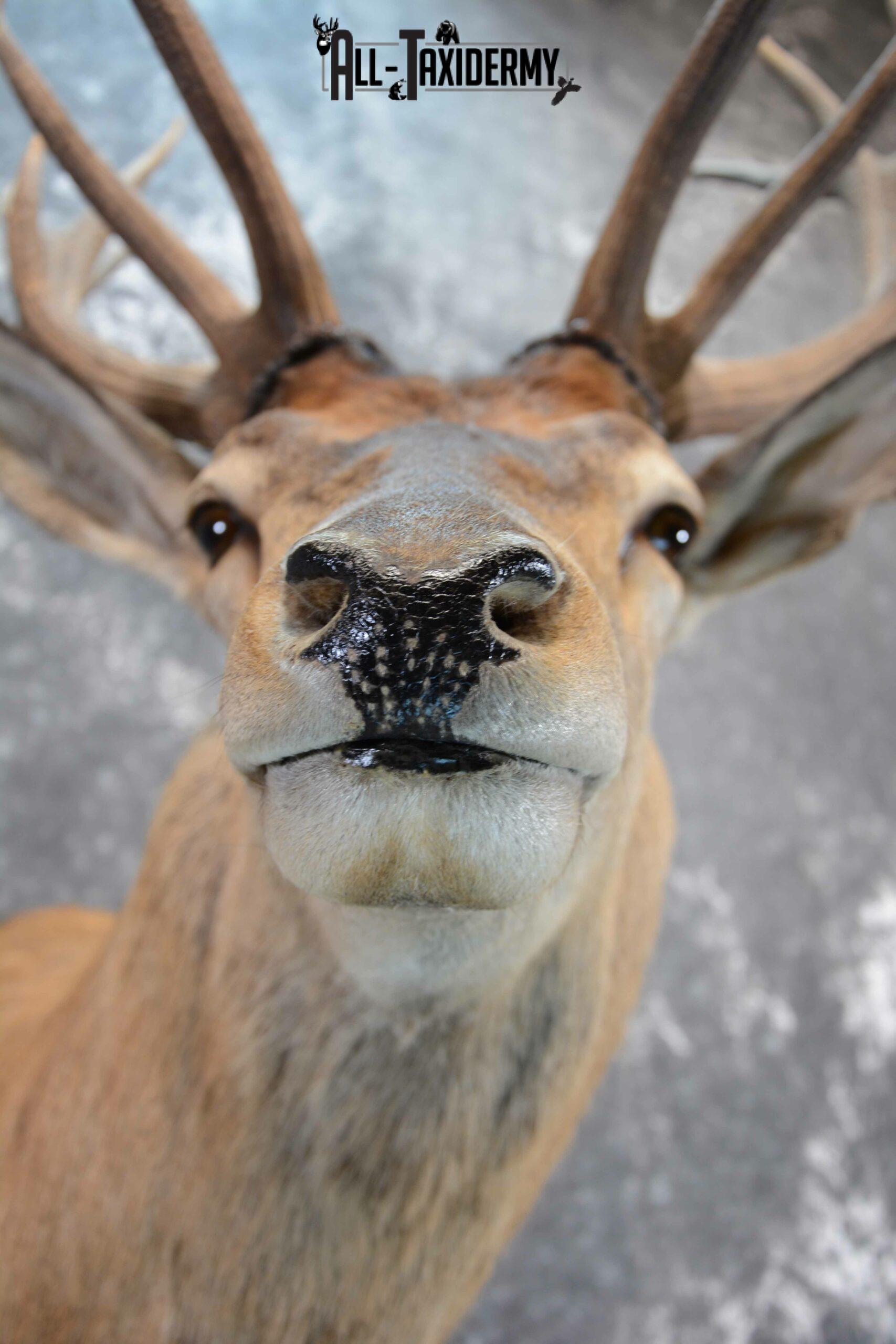 Red stag taxidermy mount