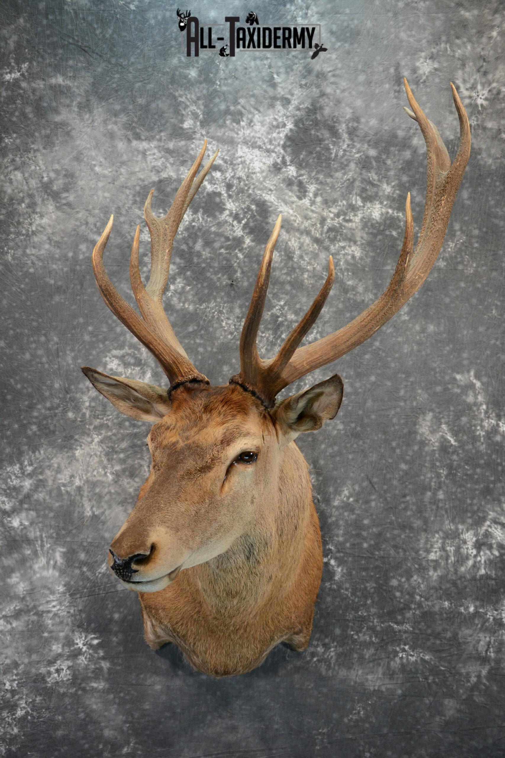 Red Stage Deer Taxidermy mount for Sale SKU 1053 - Image 3