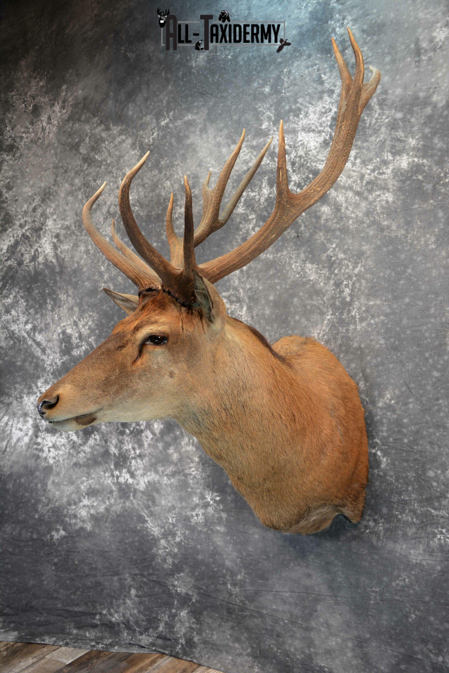 Red Stage Deer Taxidermy mount for Sale SKU 1053 - Image 4