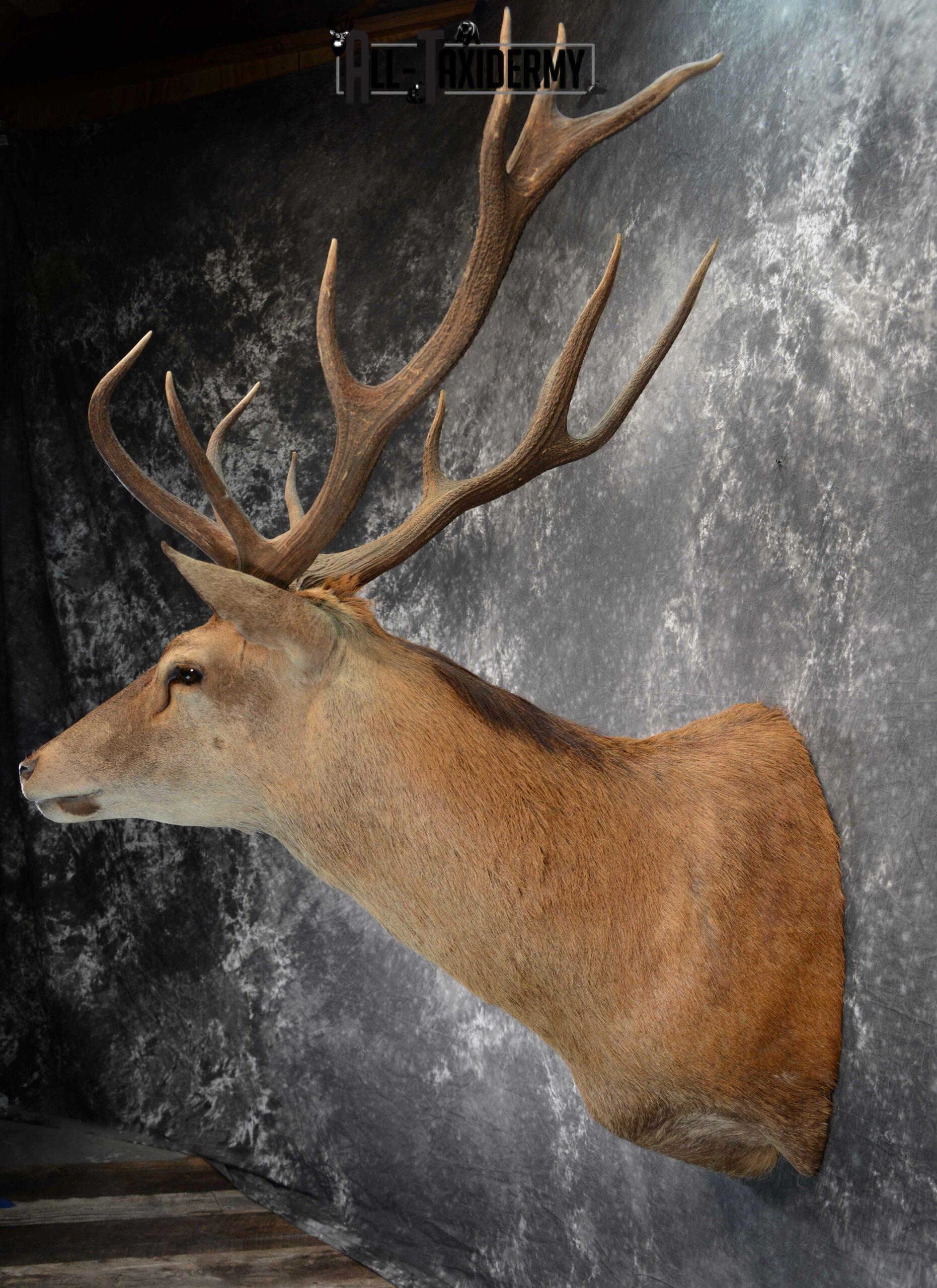 Red Stage Deer Taxidermy mount for Sale SKU 1053 - Image 5