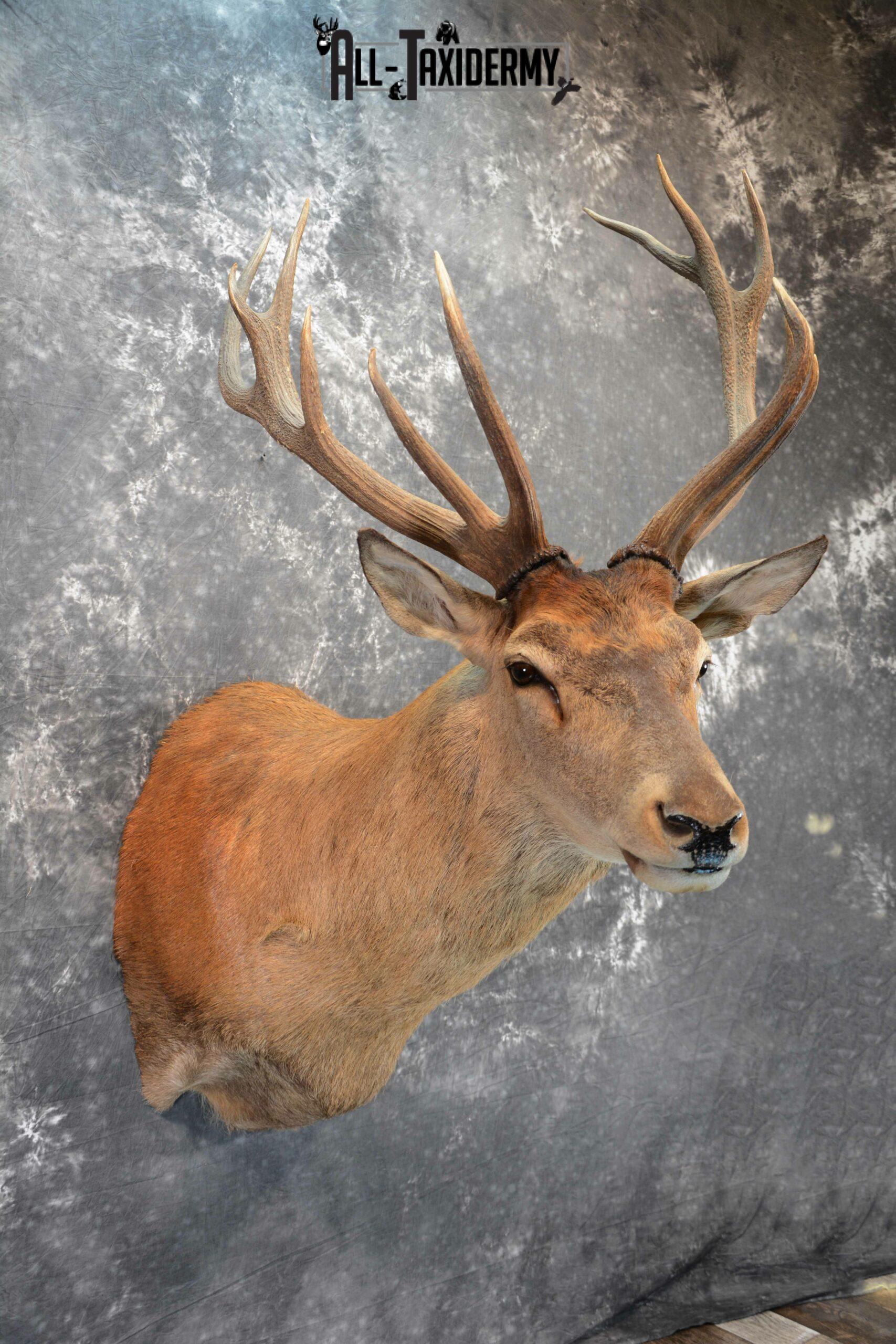 Red Stage Deer Taxidermy mount for Sale SKU 1053 - Image 6