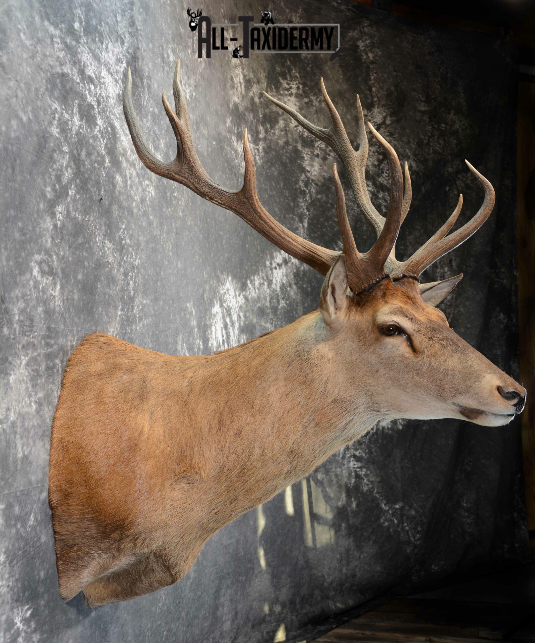 Red Stage Deer Taxidermy mount for Sale SKU 1053 - Image 7