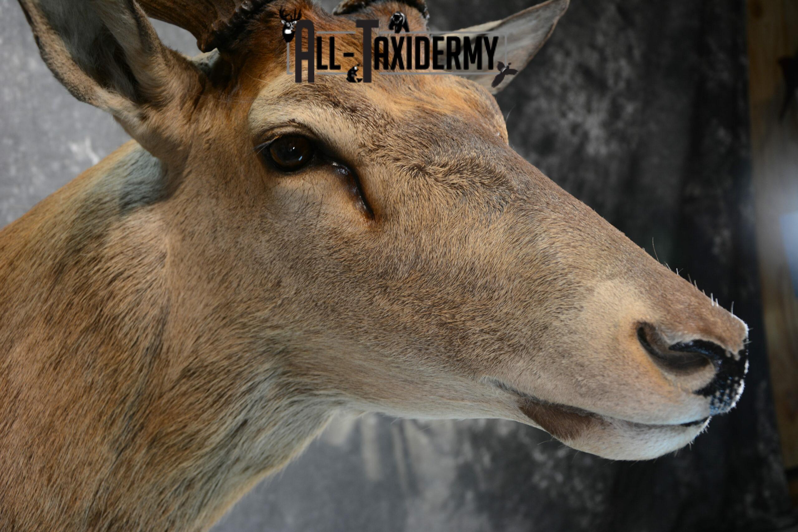 Red Stage Deer Taxidermy mount for Sale SKU 1053 - Image 8