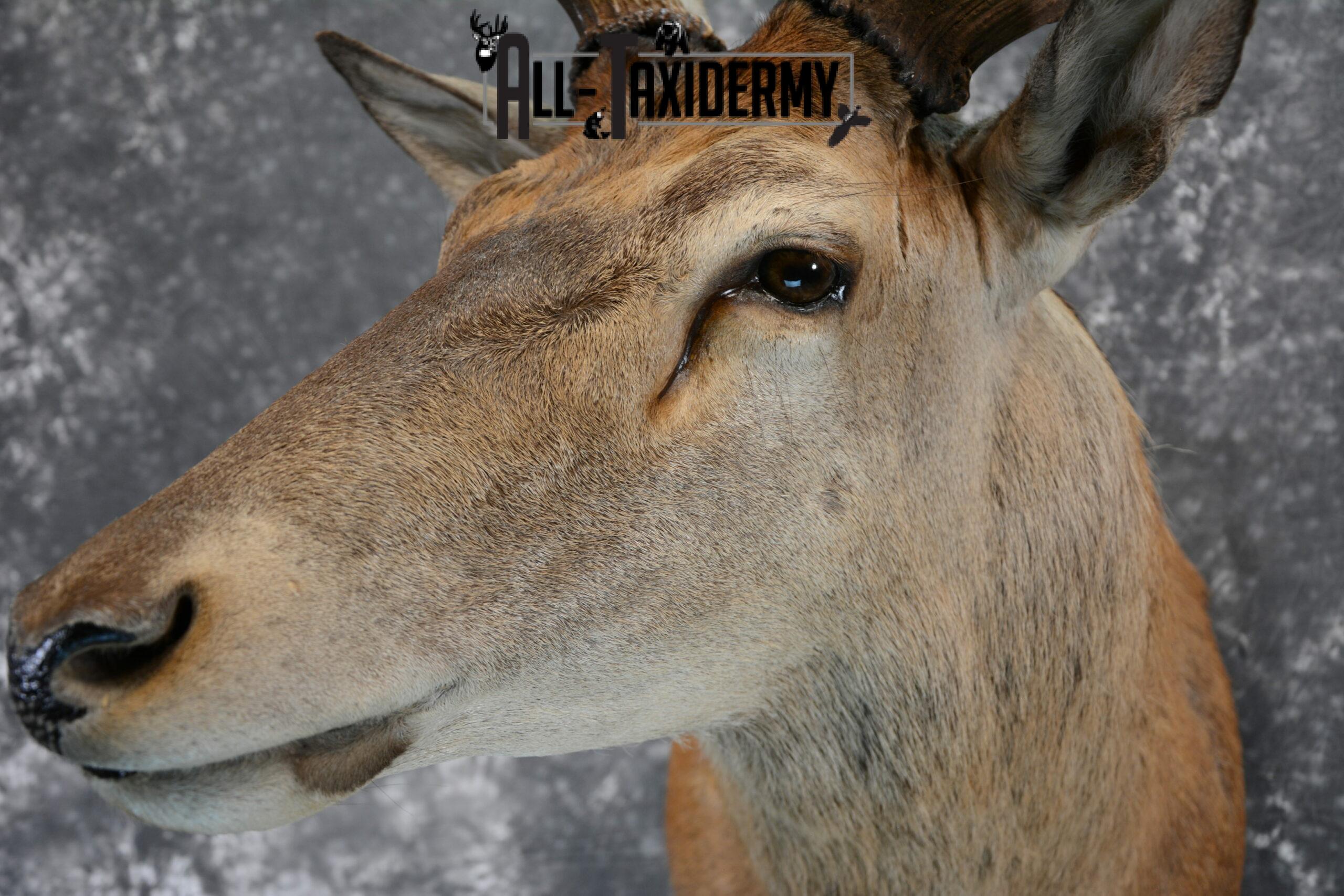 Red Stage Deer Taxidermy mount for Sale SKU 1053 - Image 9