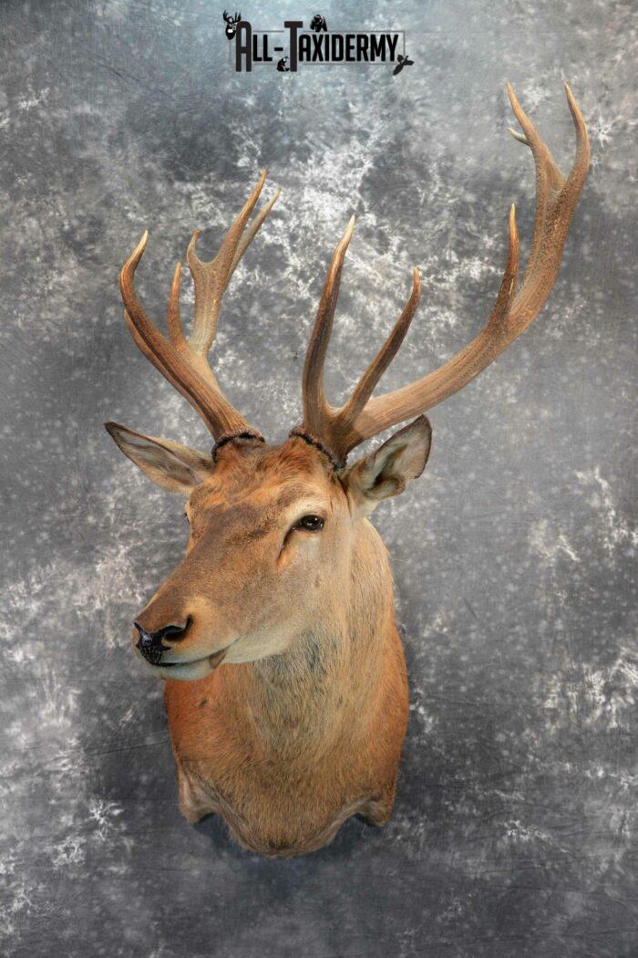 Red stag taxidermy mount