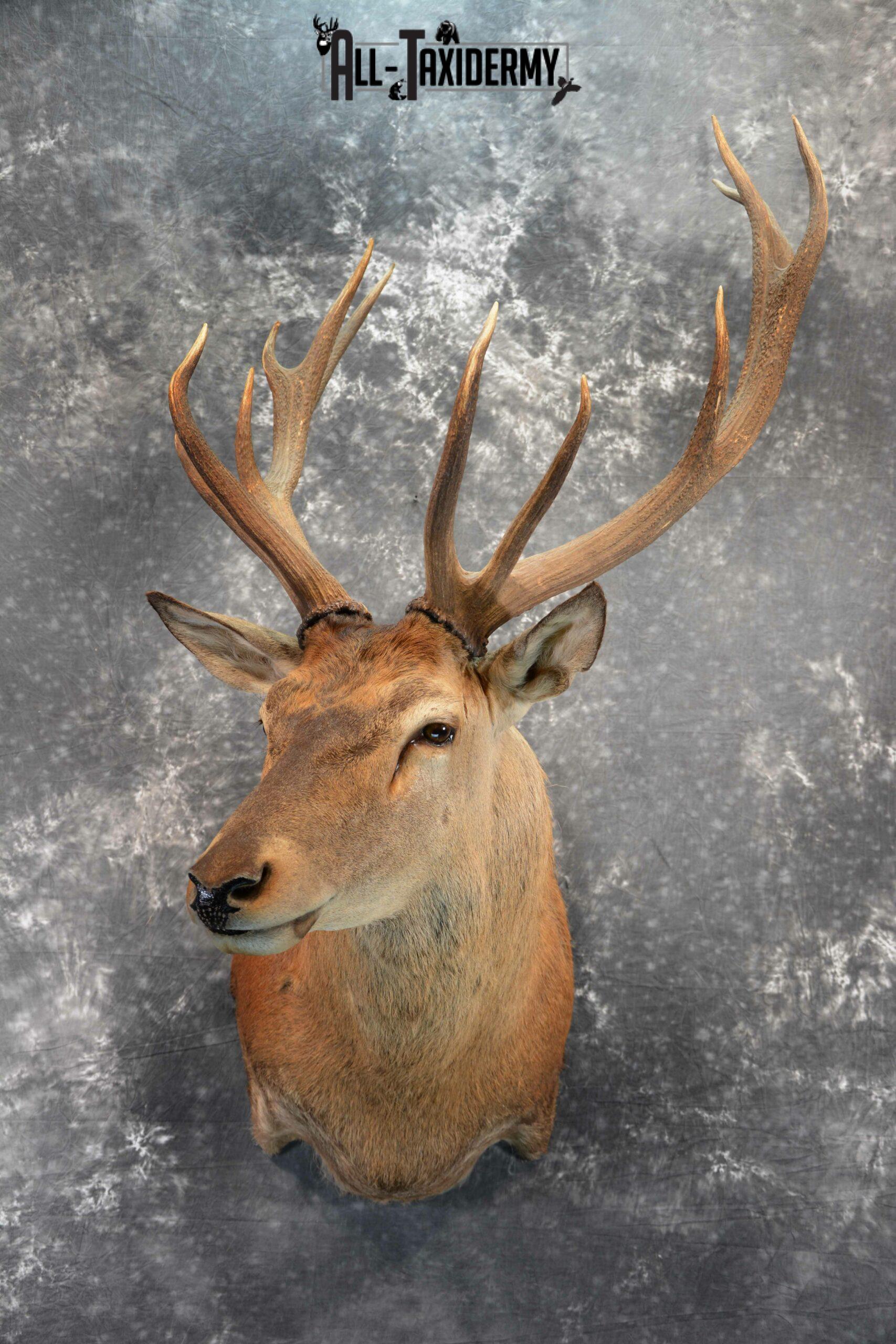 Red stag taxidermy mount