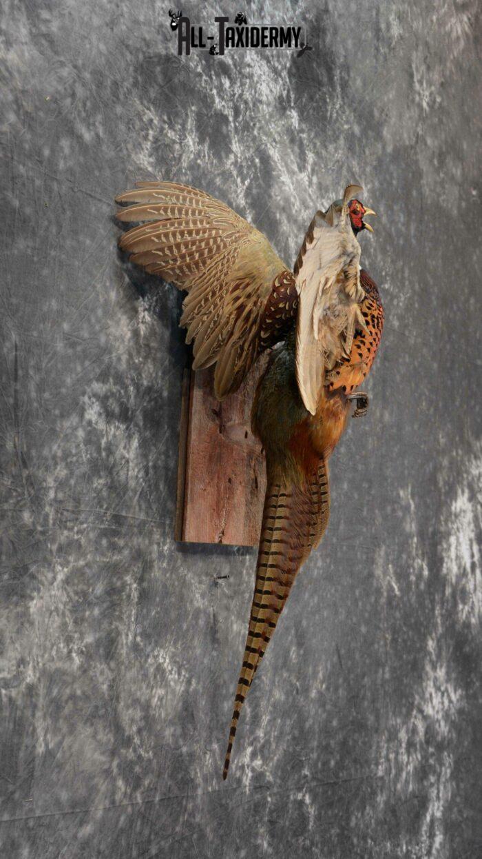 Ring-Necked Pheasant Taxidermy