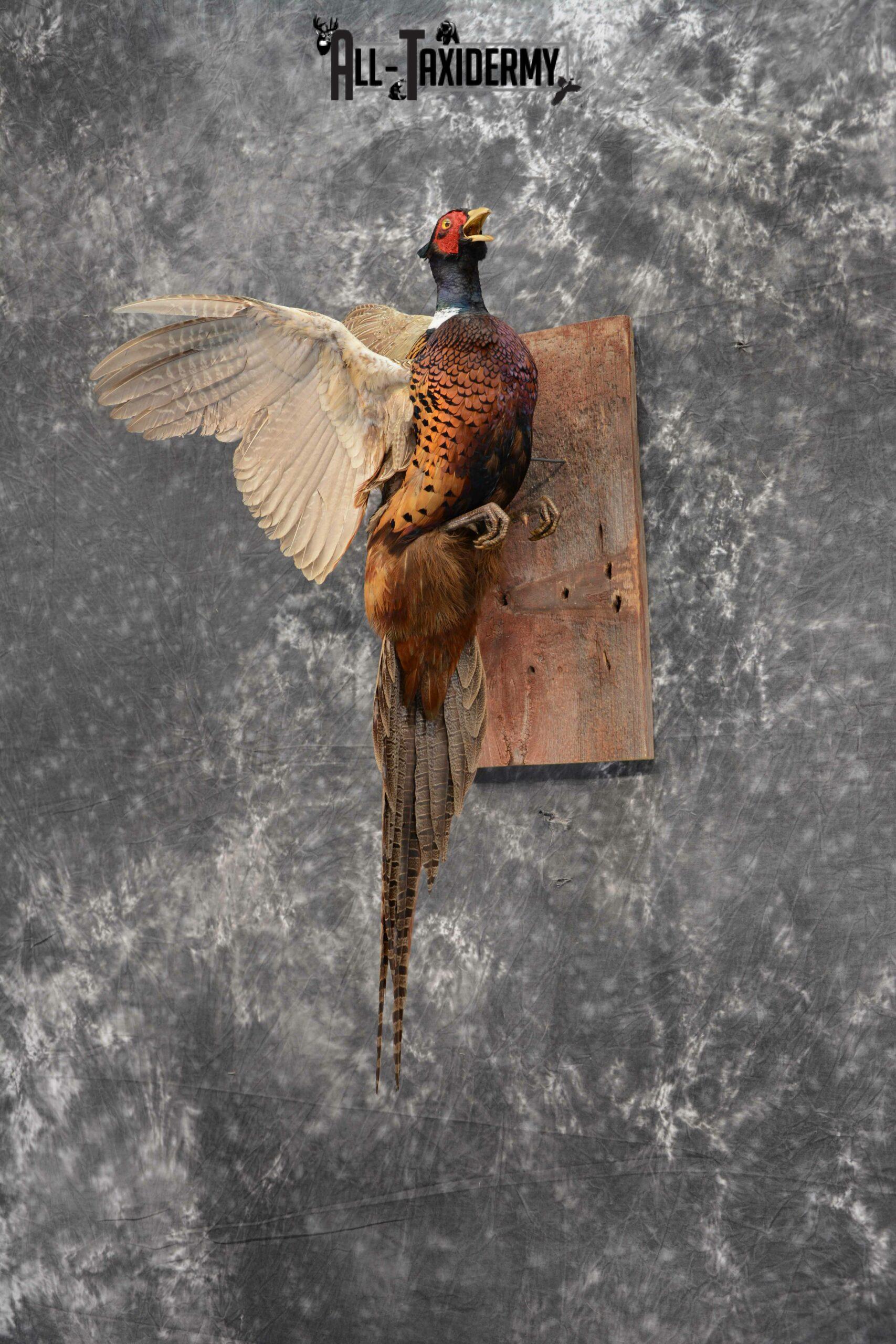 Ring-Necked Pheasant Taxidermy for Sale SKU 1128 - Image 3