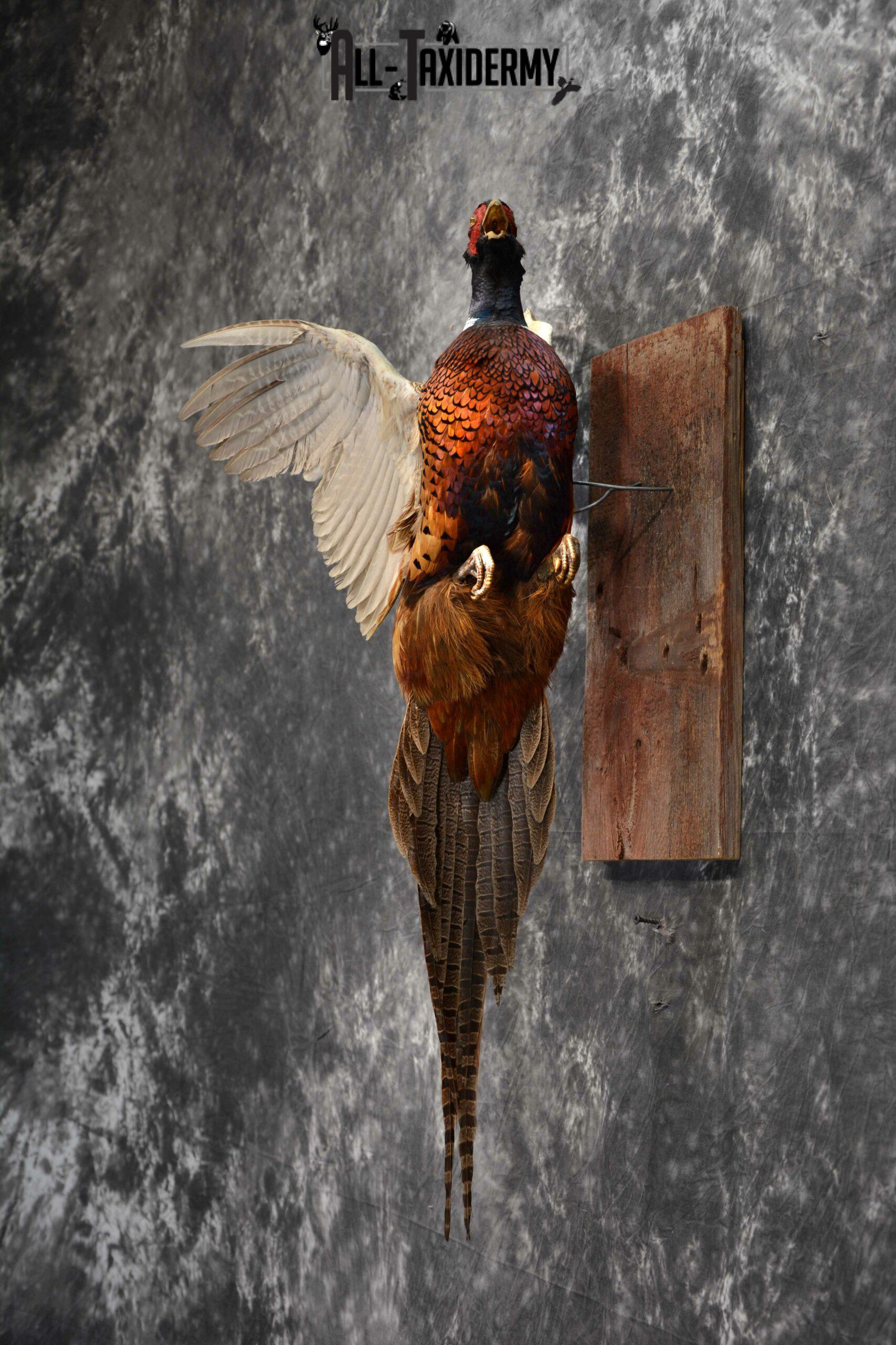 Ring-Necked Pheasant Taxidermy for Sale SKU 1128 - Image 4
