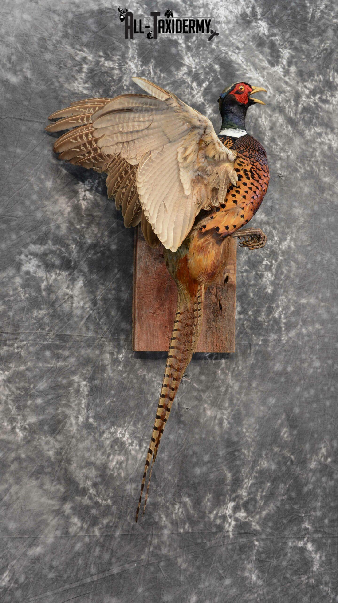 RingNecked Pheasant Taxidermy for Sale SKU 1128 All Taxidermy