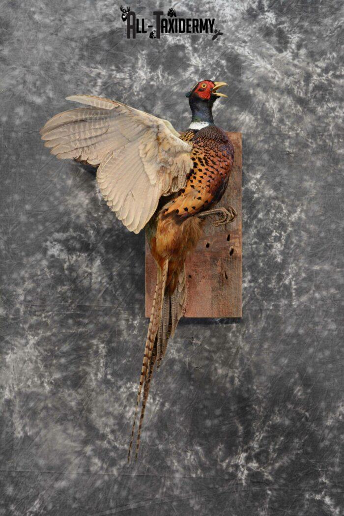 Ring-Necked Pheasant Taxidermy