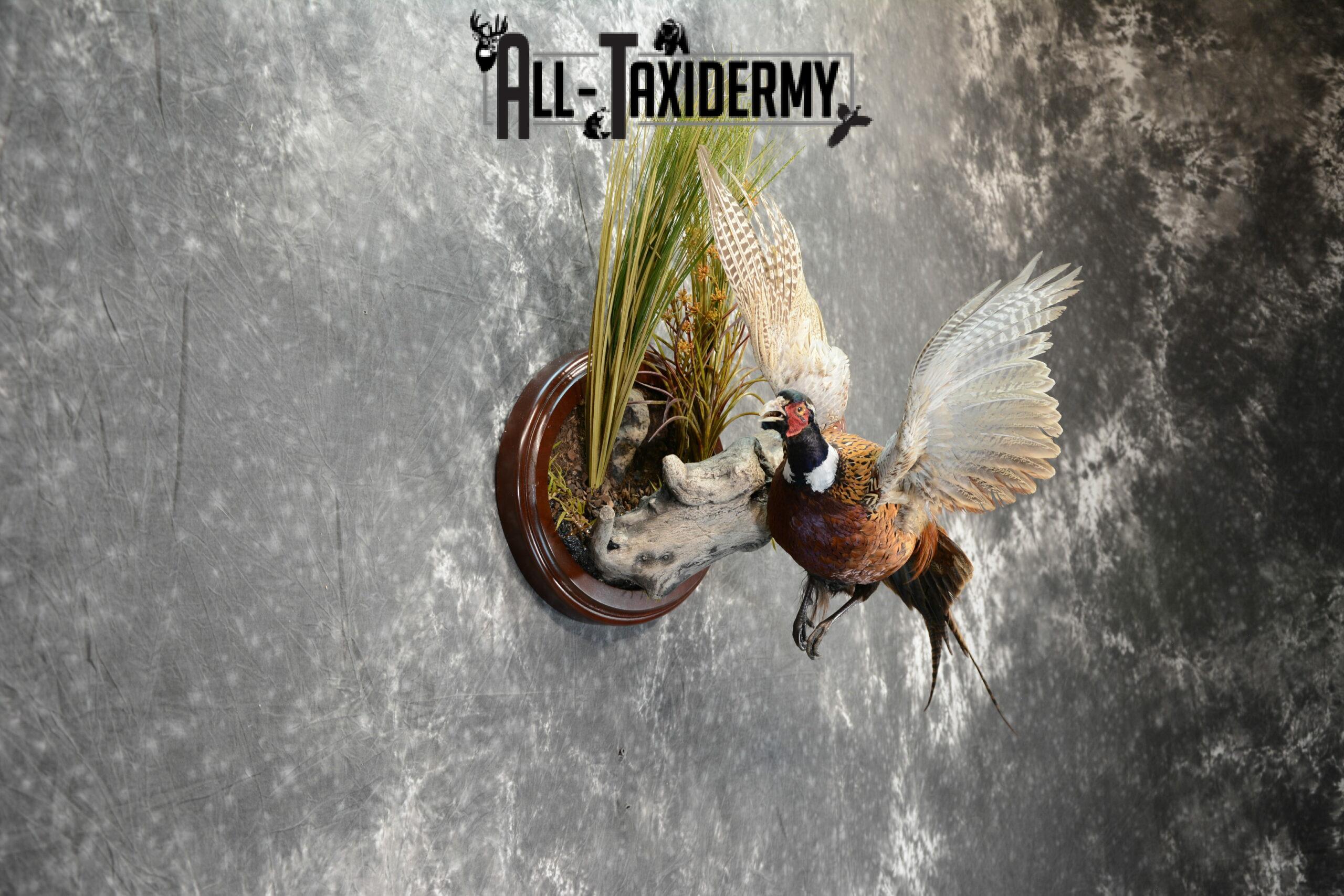 Ringneck pheasant bird mount