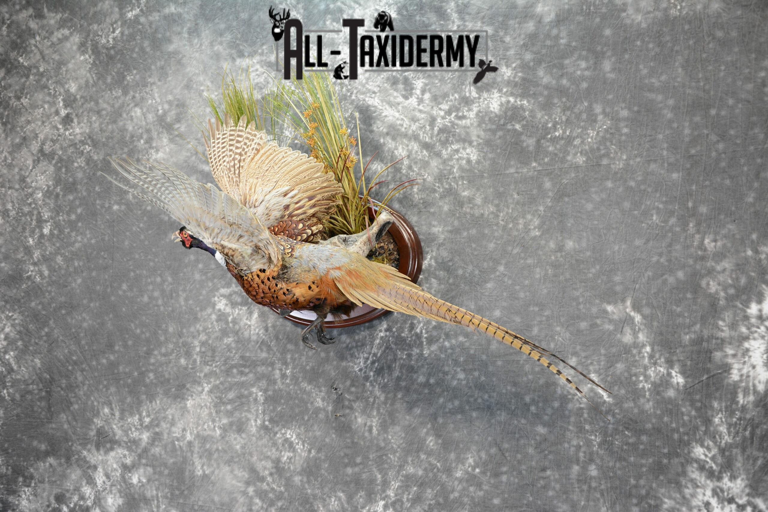 Ring-Necked Pheasant Taxidermy for Sale SKU 1069 - Image 3