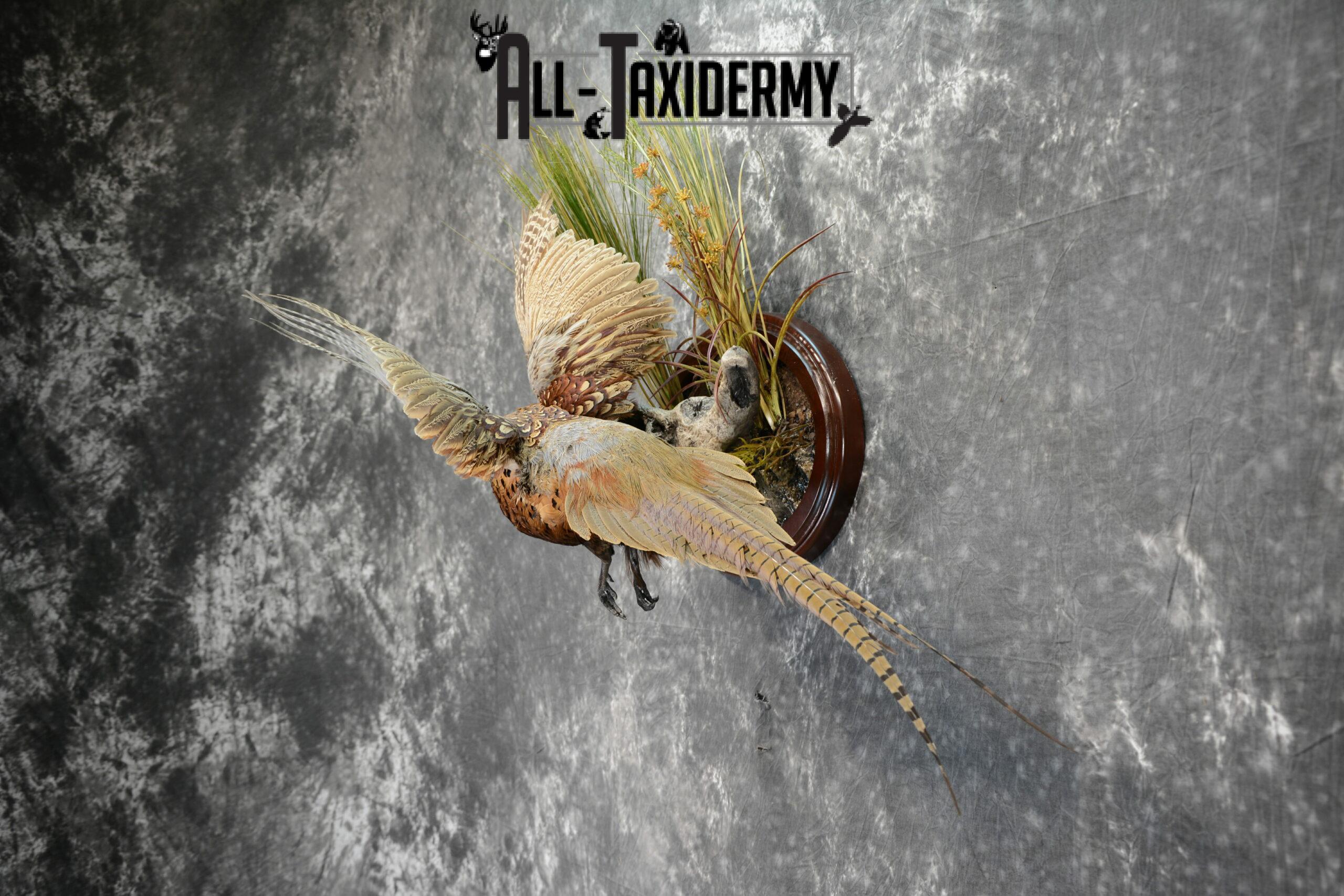 Ring-Necked Pheasant Taxidermy for Sale SKU 1069 - Image 4