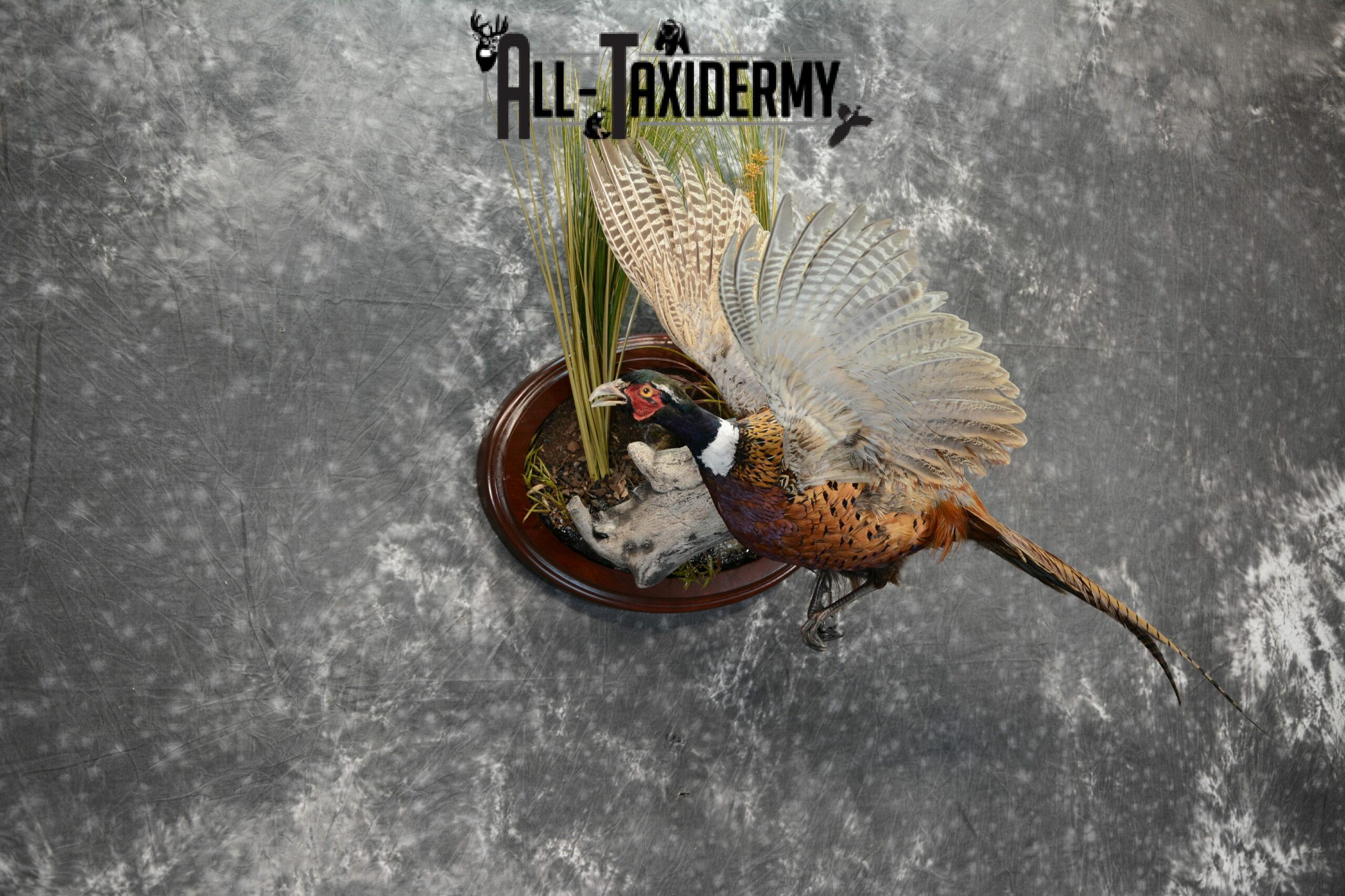 Ring-Necked Pheasant Taxidermy for Sale SKU 1069 - Image 5
