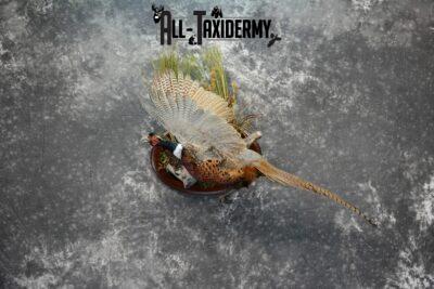 Ringneck pheasant bird mount