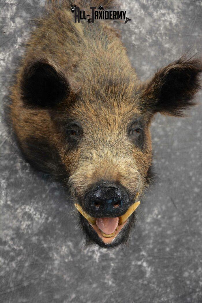 Russian Boar Taxidermy