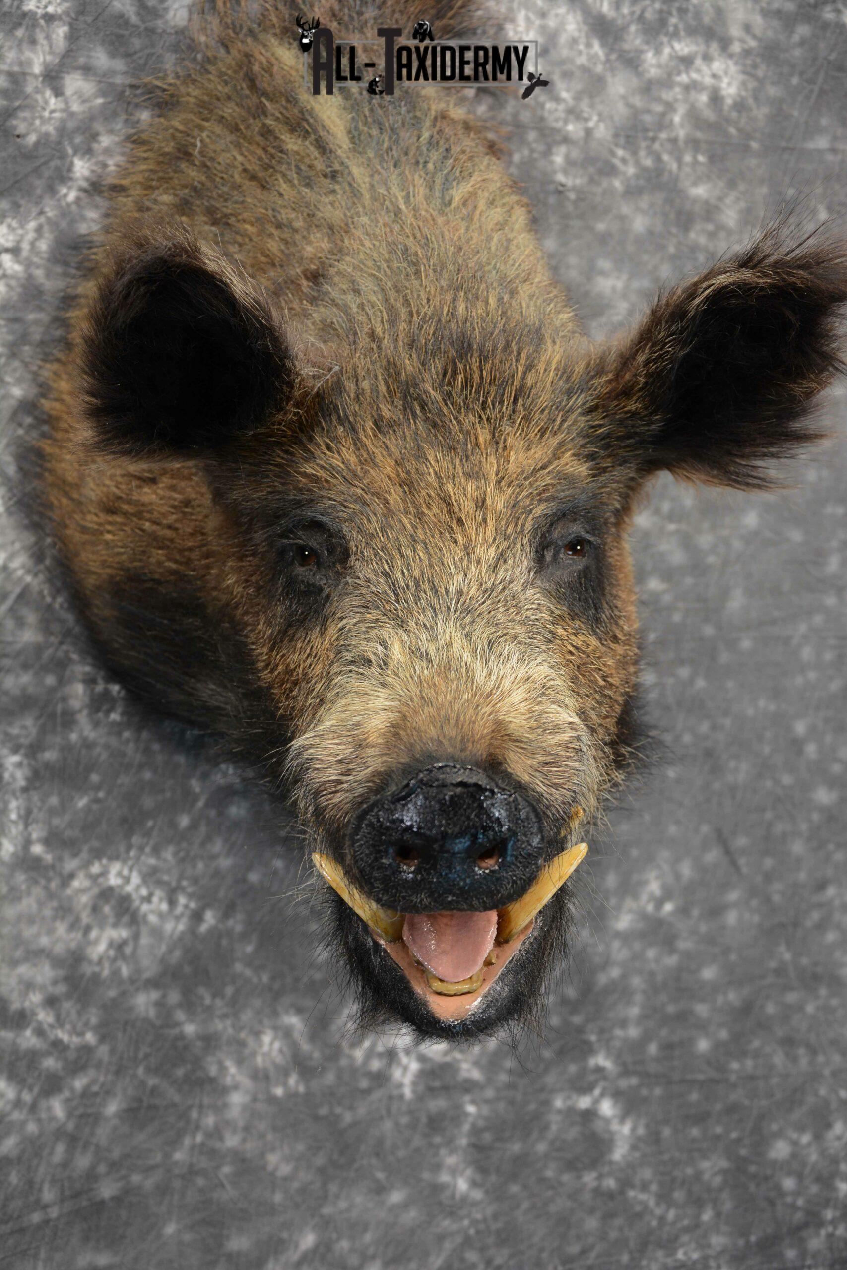 Russian Boar Taxidermy