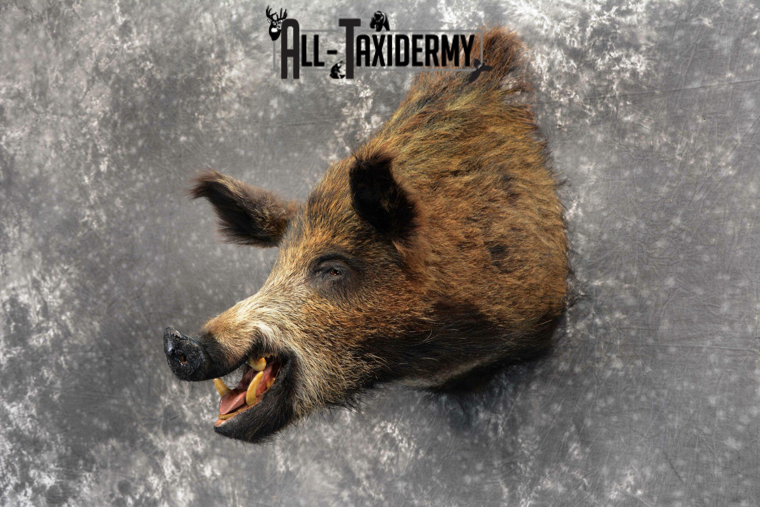 Russian Boar Taxidermy for Sale SKU 1130 - Image 3