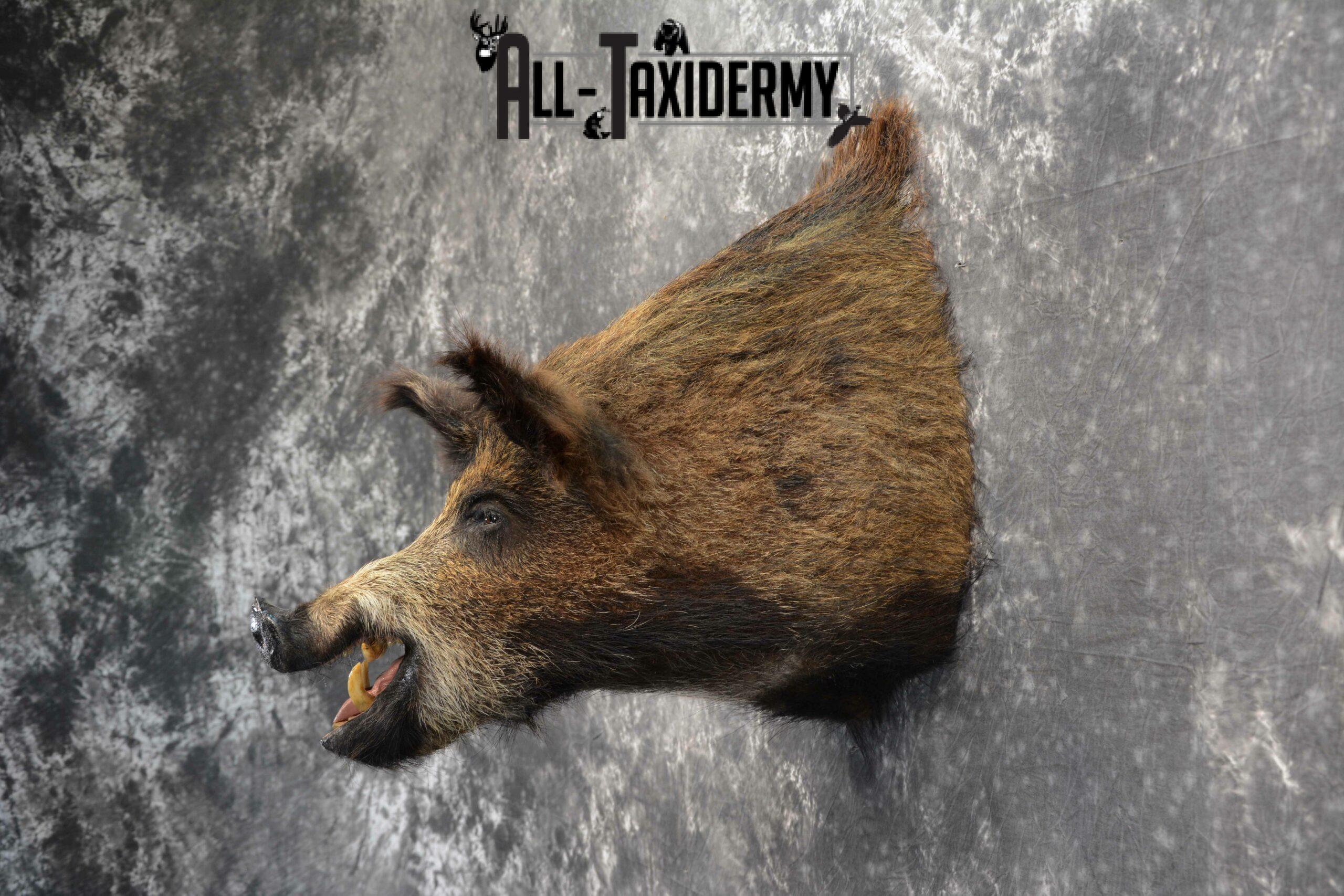 Russian Boar Taxidermy for Sale SKU 1130 - Image 4