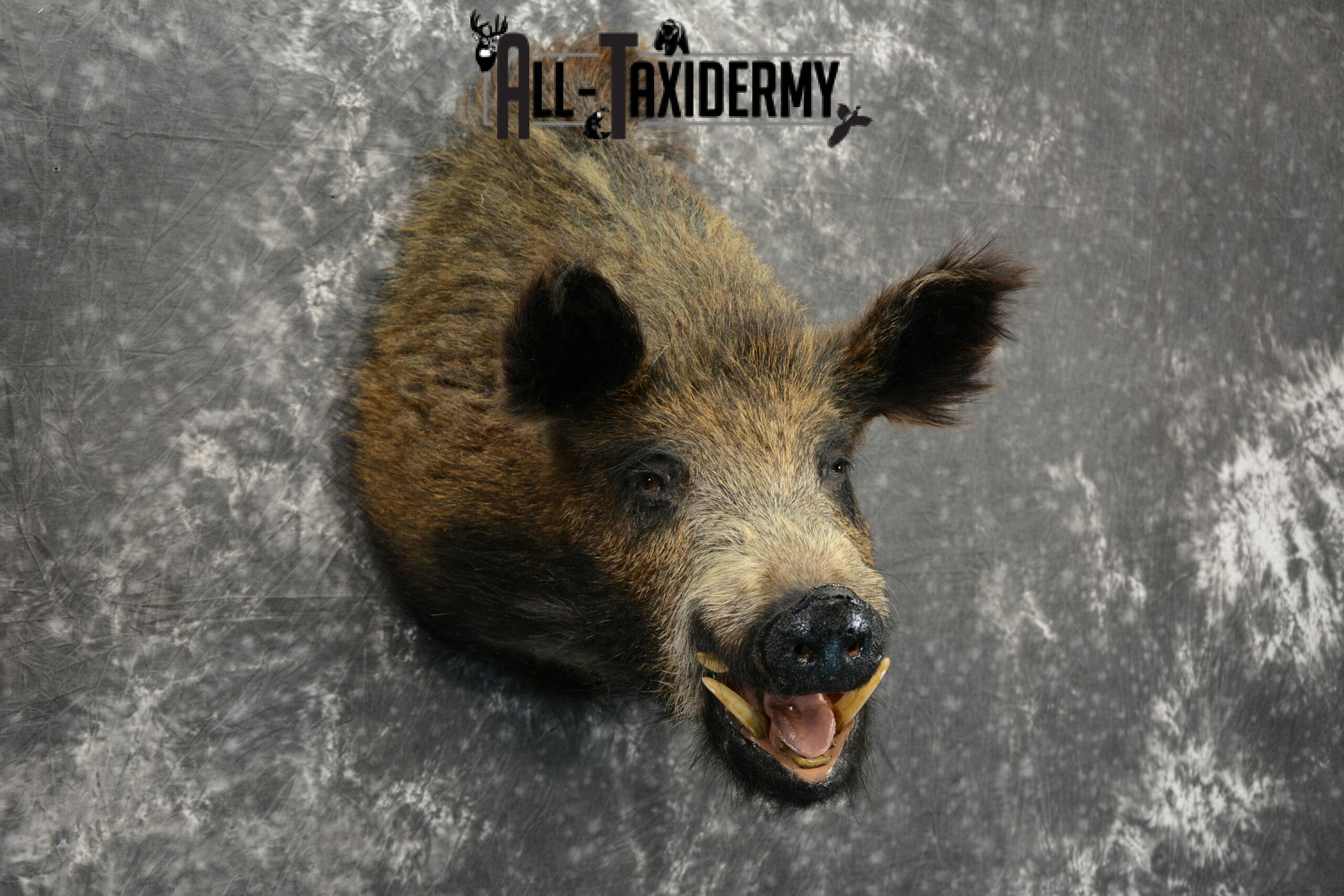 Russian Boar Taxidermy for Sale SKU 1130 - Image 5