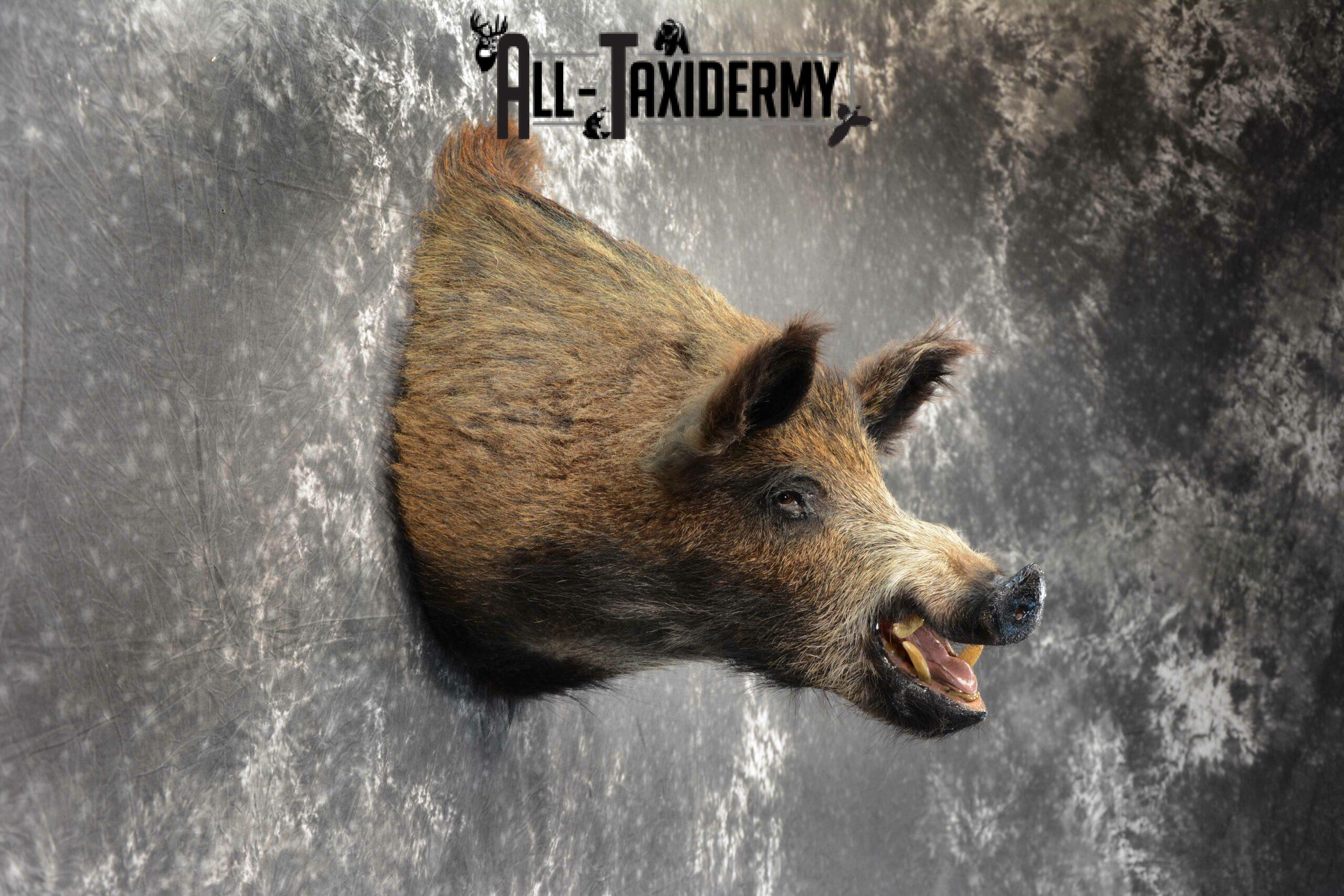 Russian Boar Taxidermy for Sale SKU 1130 - Image 6