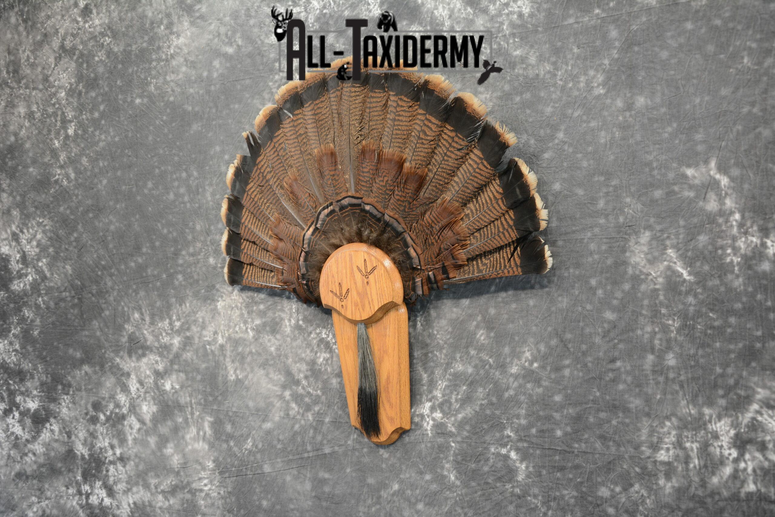 Eastern Turkey Taxidermy Tail Fan for Sale SKU 1116 - Image 3