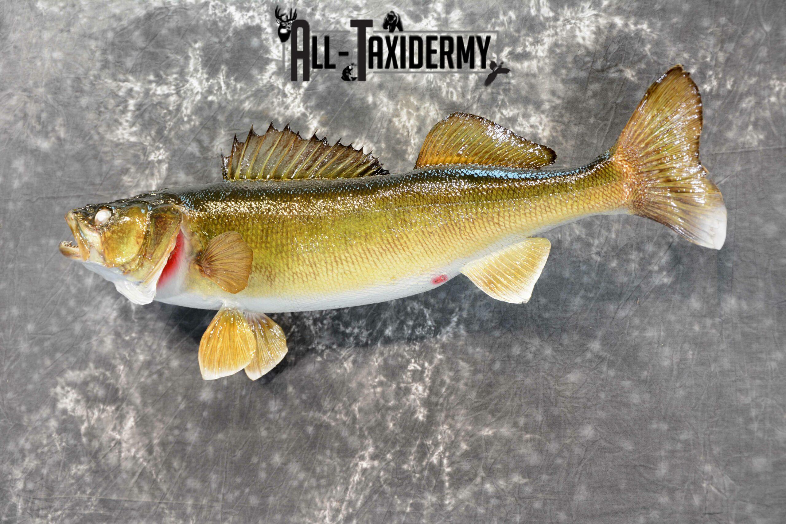 Walleye Skin Taxidermy Mount for Sale SKU 1050 - Image 3